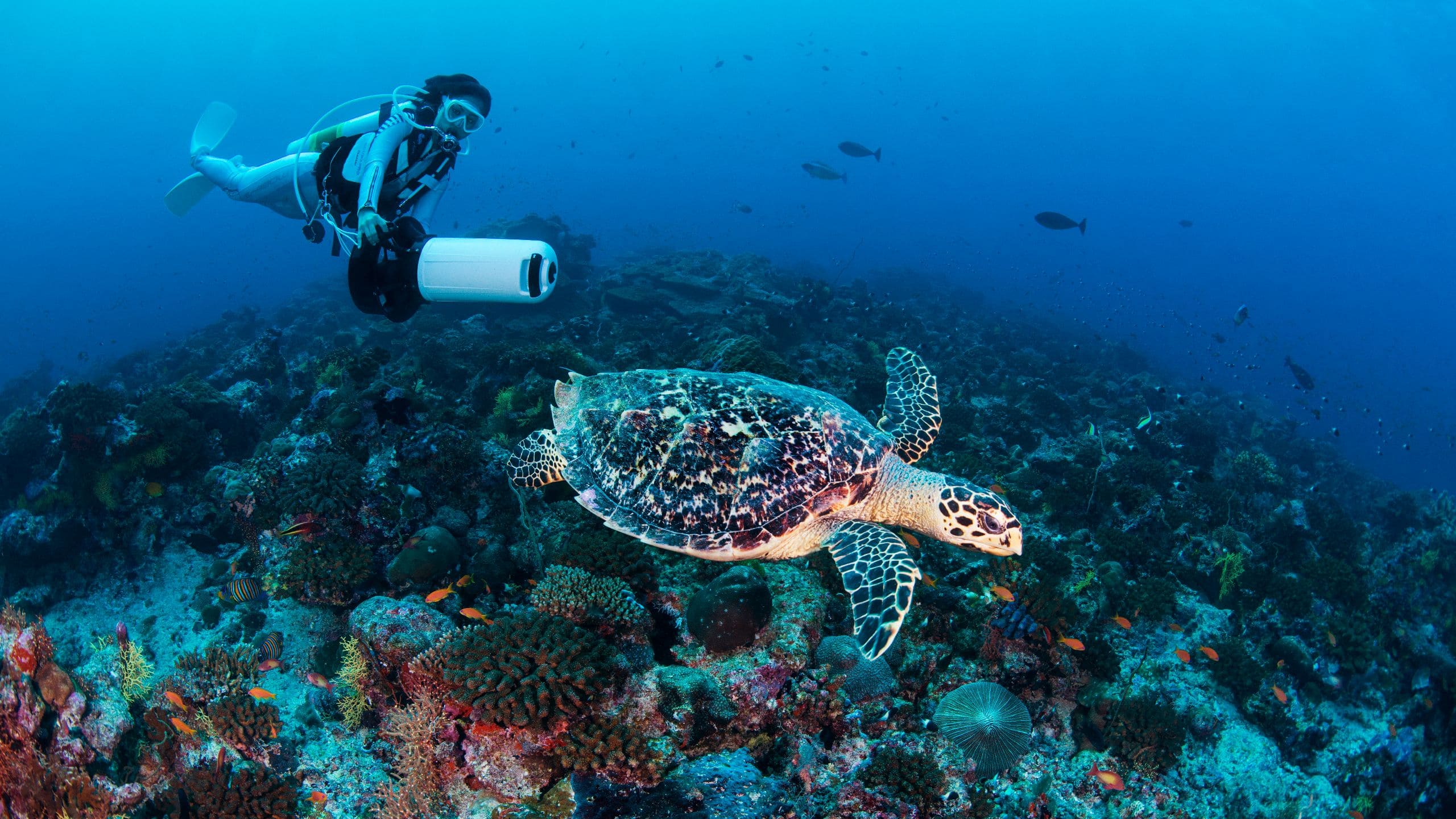Alila Kothaifaru Maldives Diving With Turtle