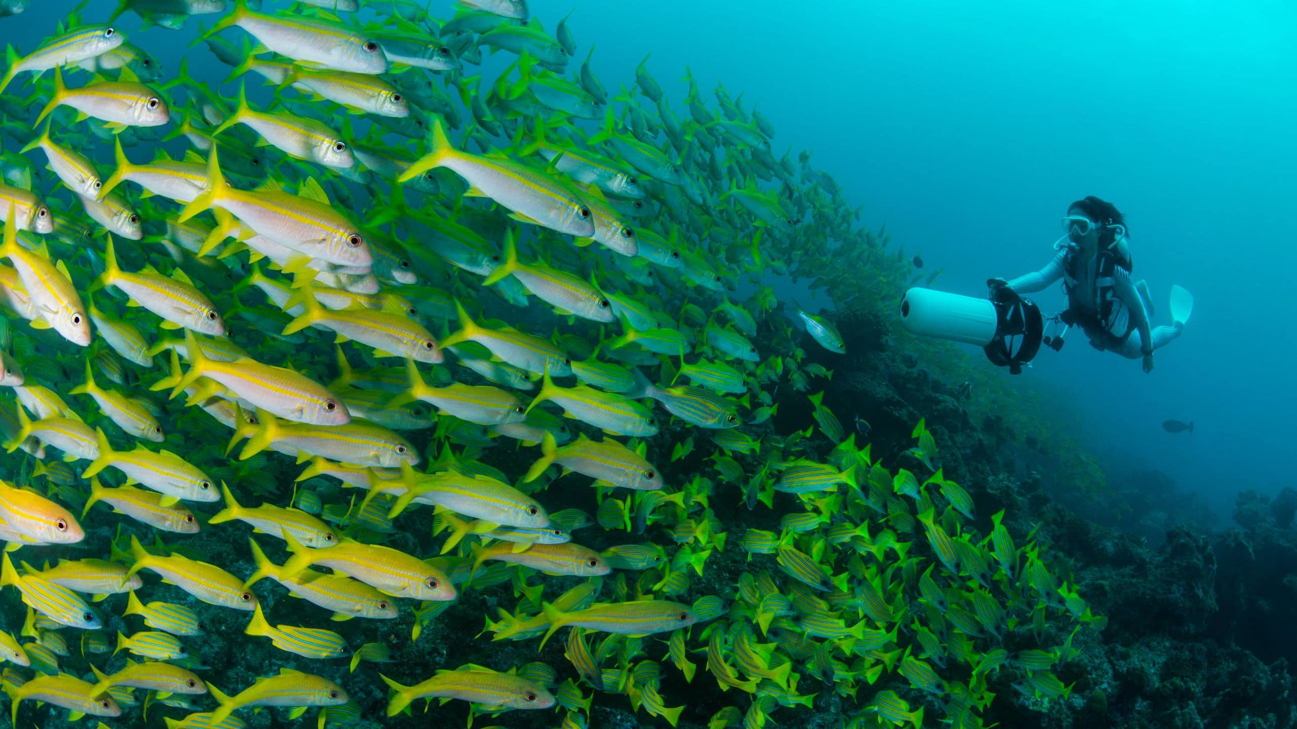 Alila Kothaifaru Maldives Diving