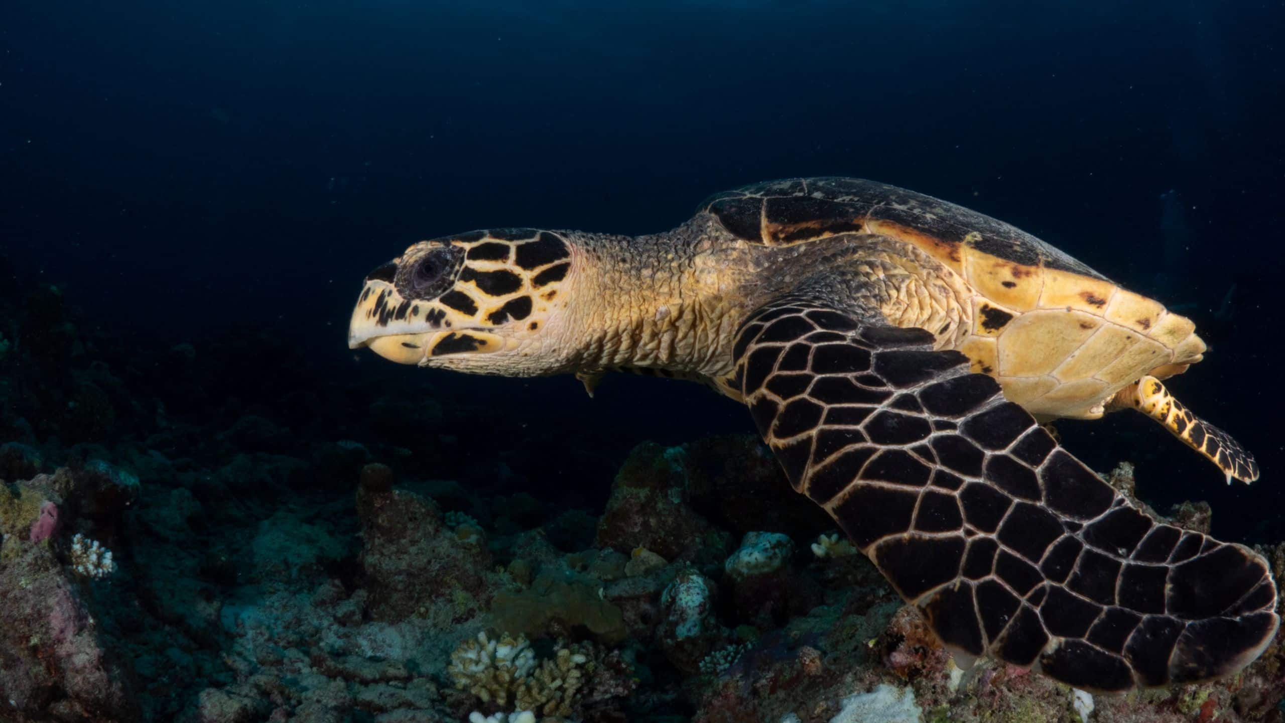 Alila Kothaifaru Maldives Sea Turtle