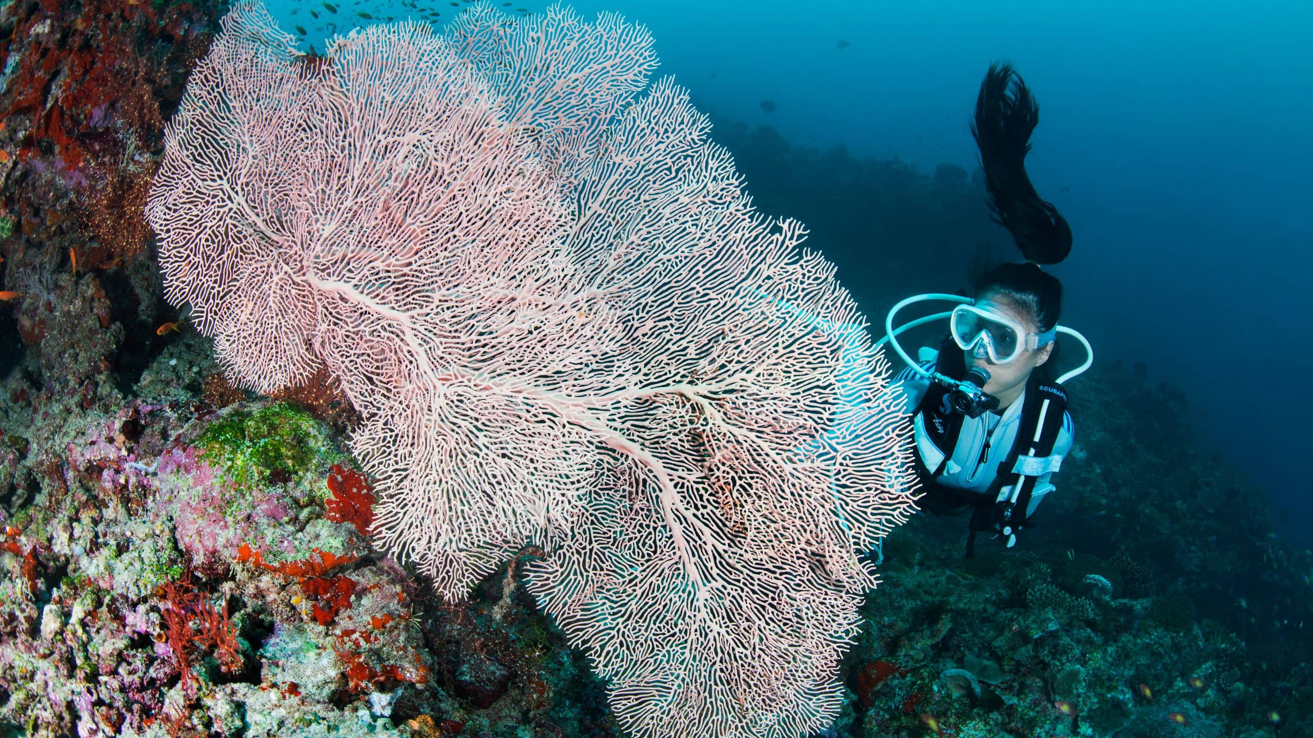 Alila Kothaifaru Maldives Underwater Reefs
