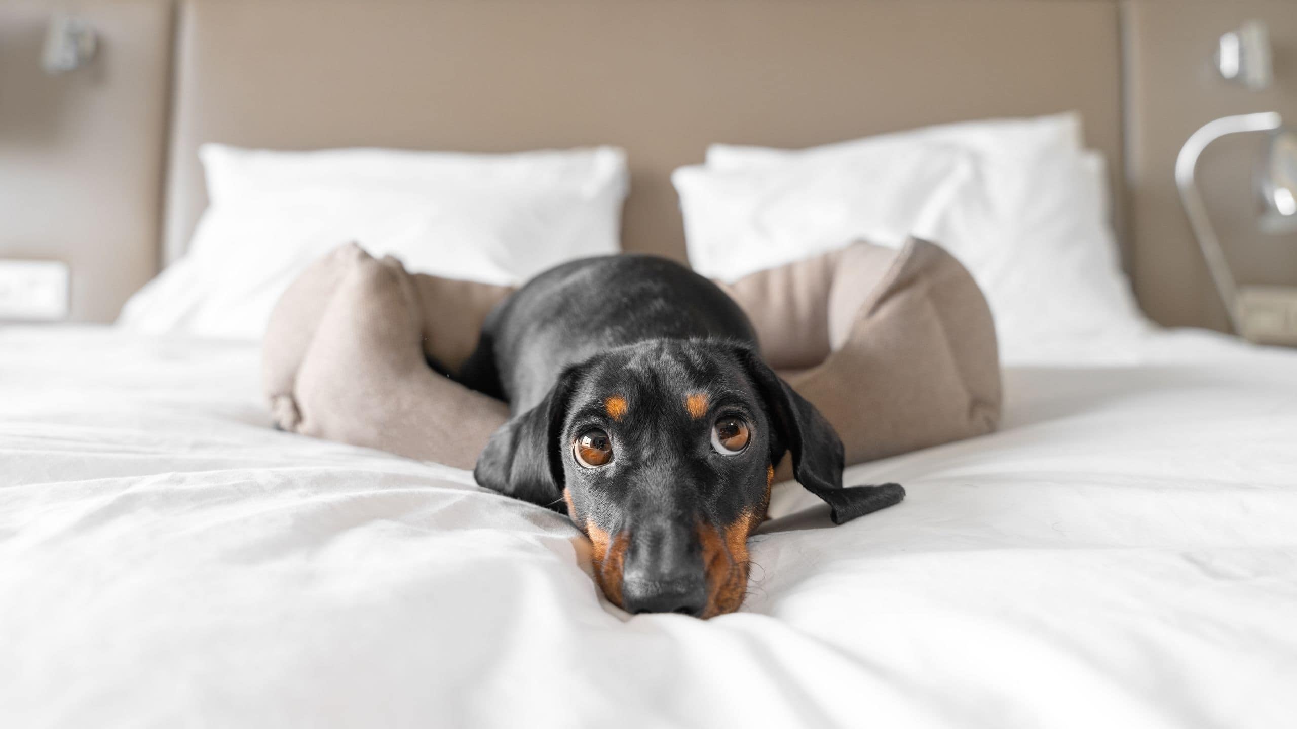 Fordson Hotel Pet Friendly