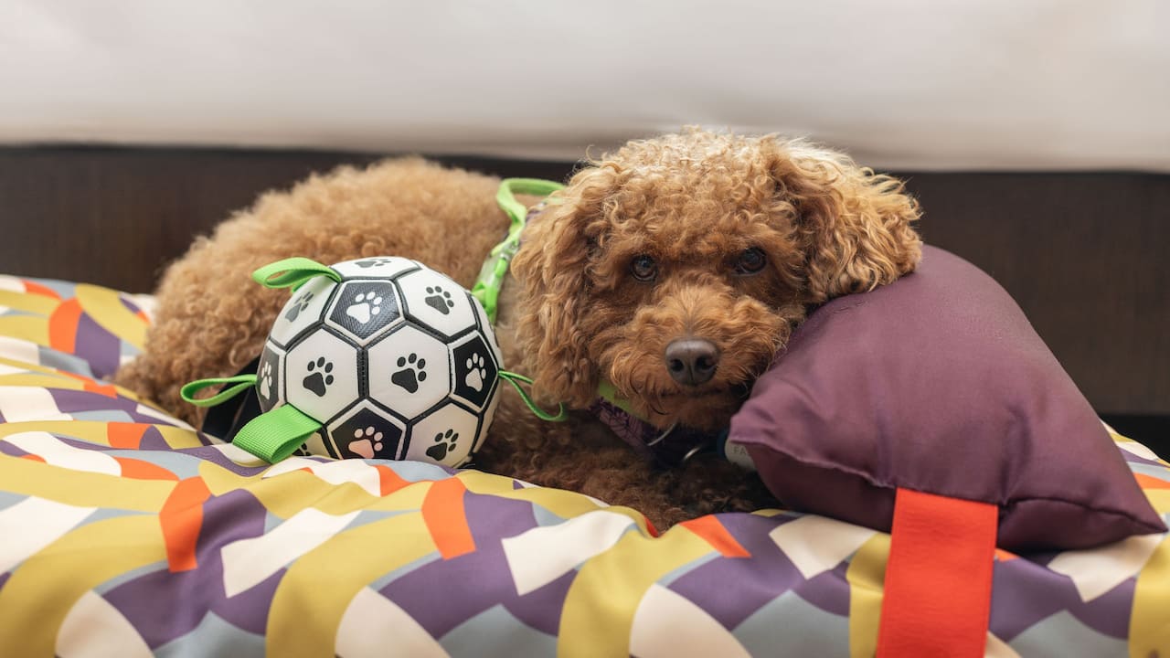 Dog Friendly With Courtyard