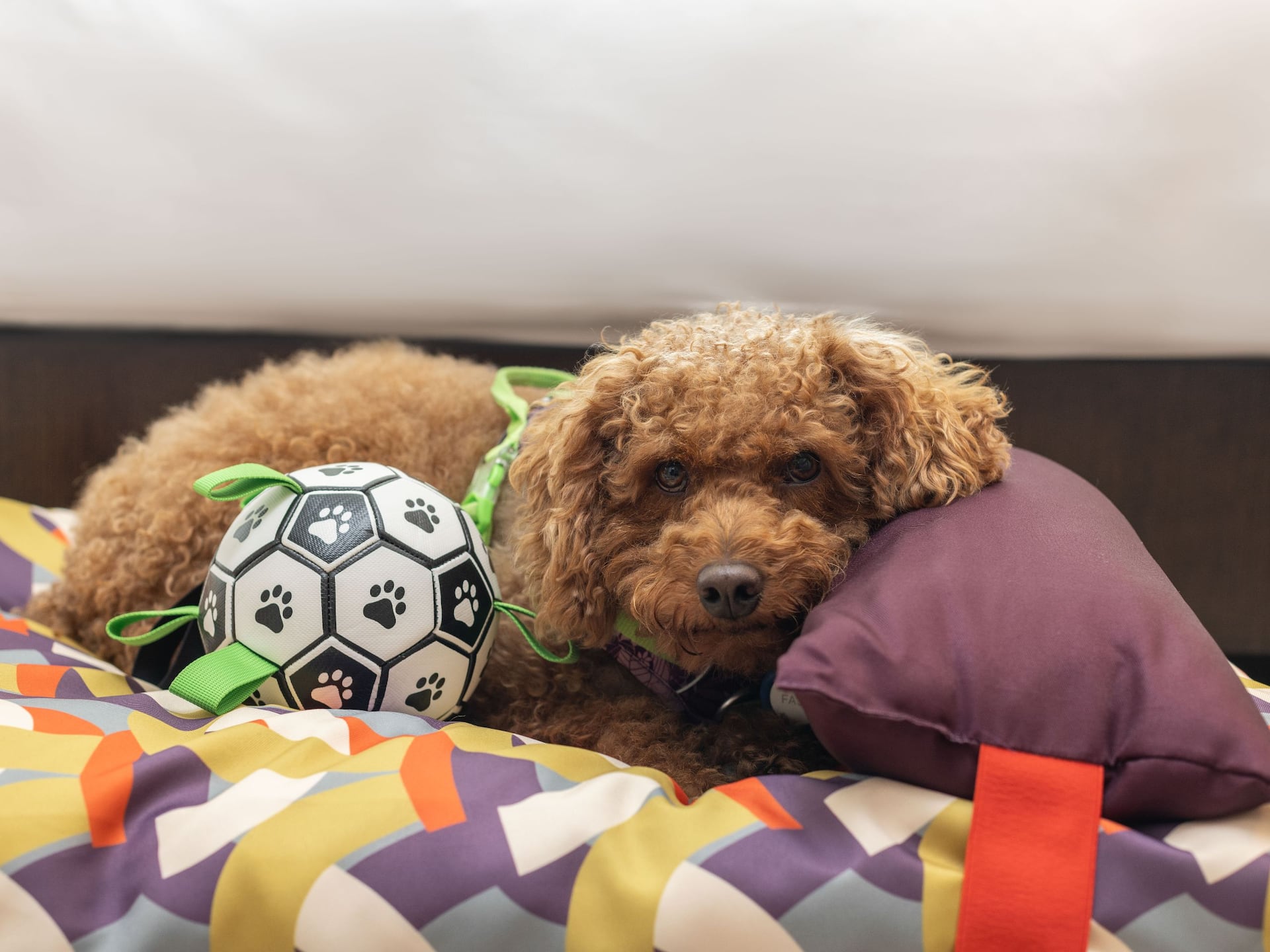 Hyatt Regency Sanya Tianli Bay Dog Friendly With Courtyard