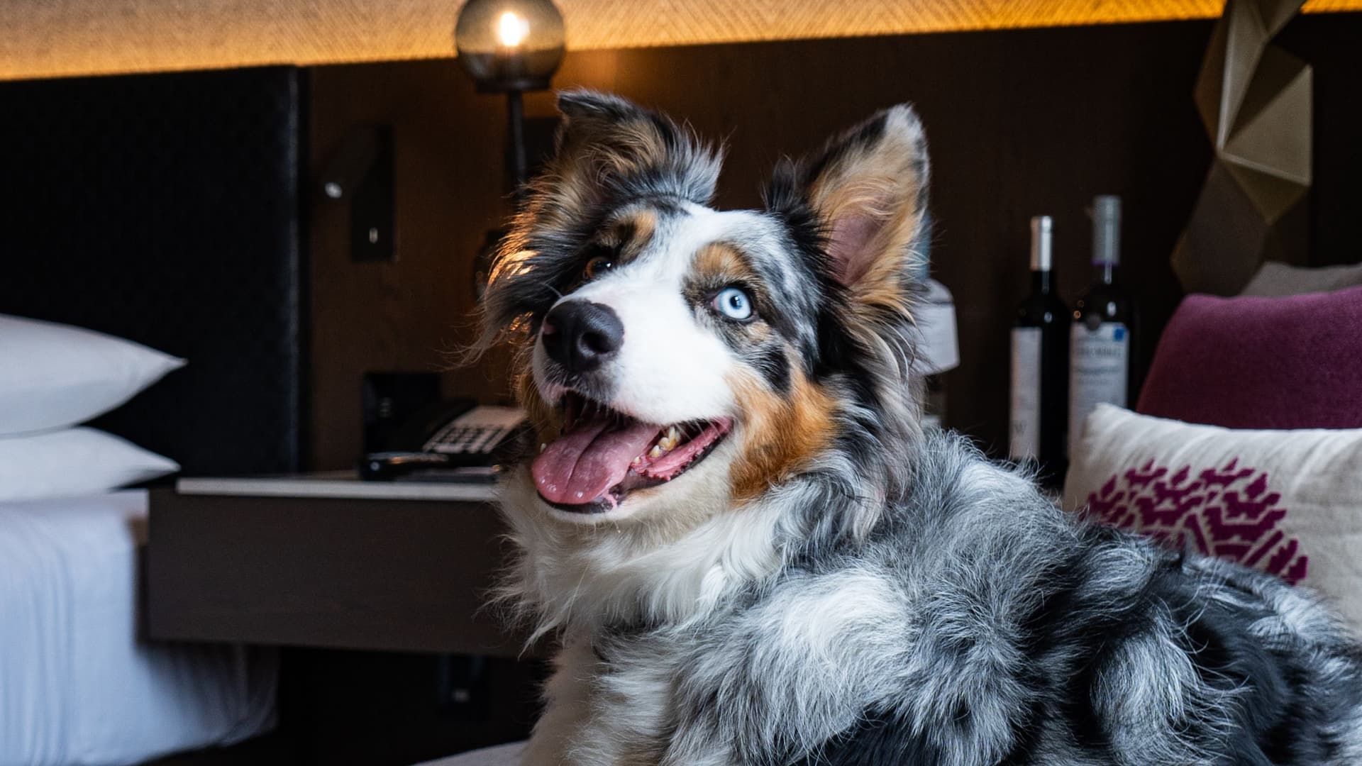 Hyatt Regency Andares Guadalajara Dog In Guest Room Sofa