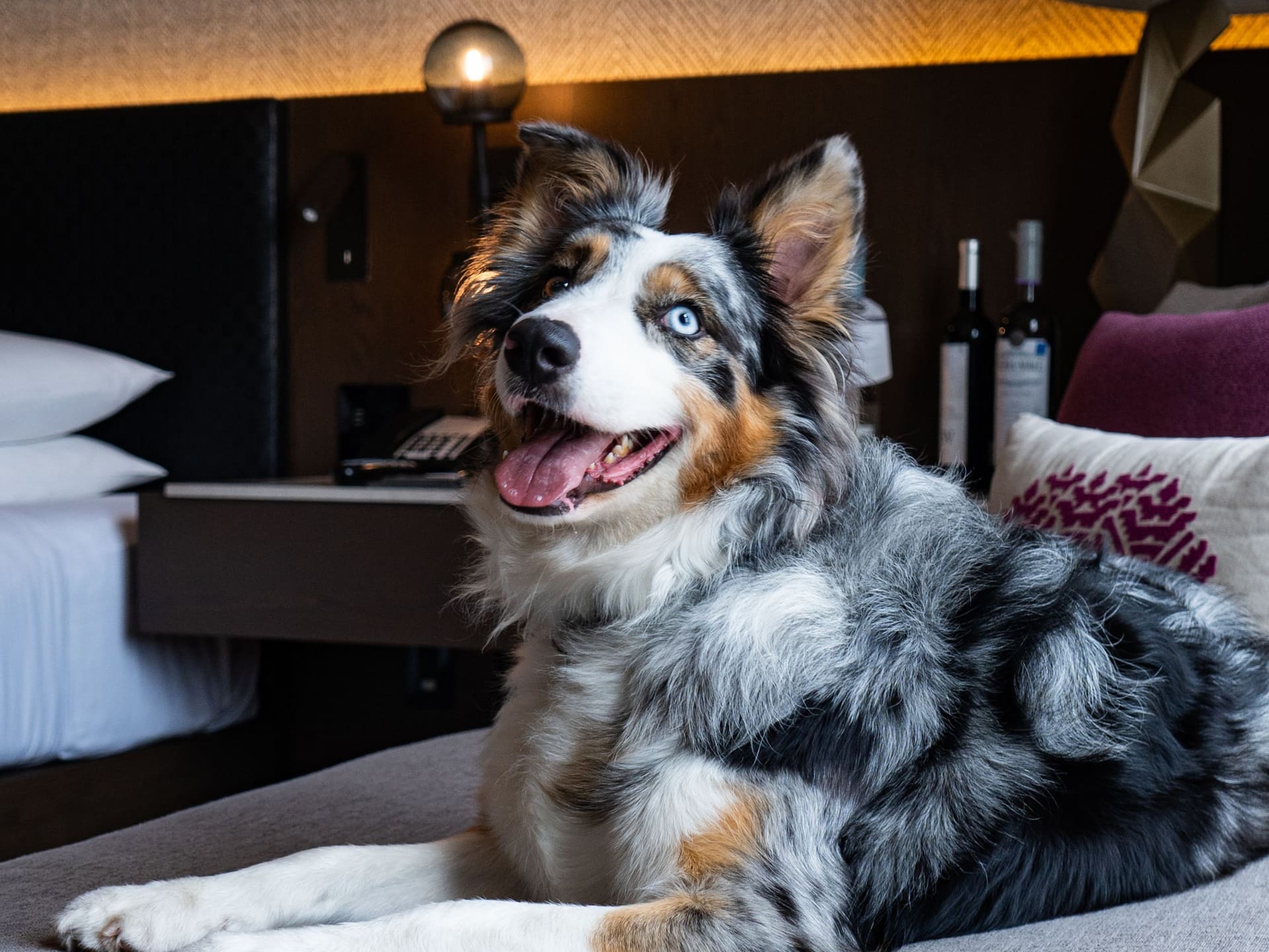 Hyatt Regency Andares Guadalajara Dog In Guest Room Sofa