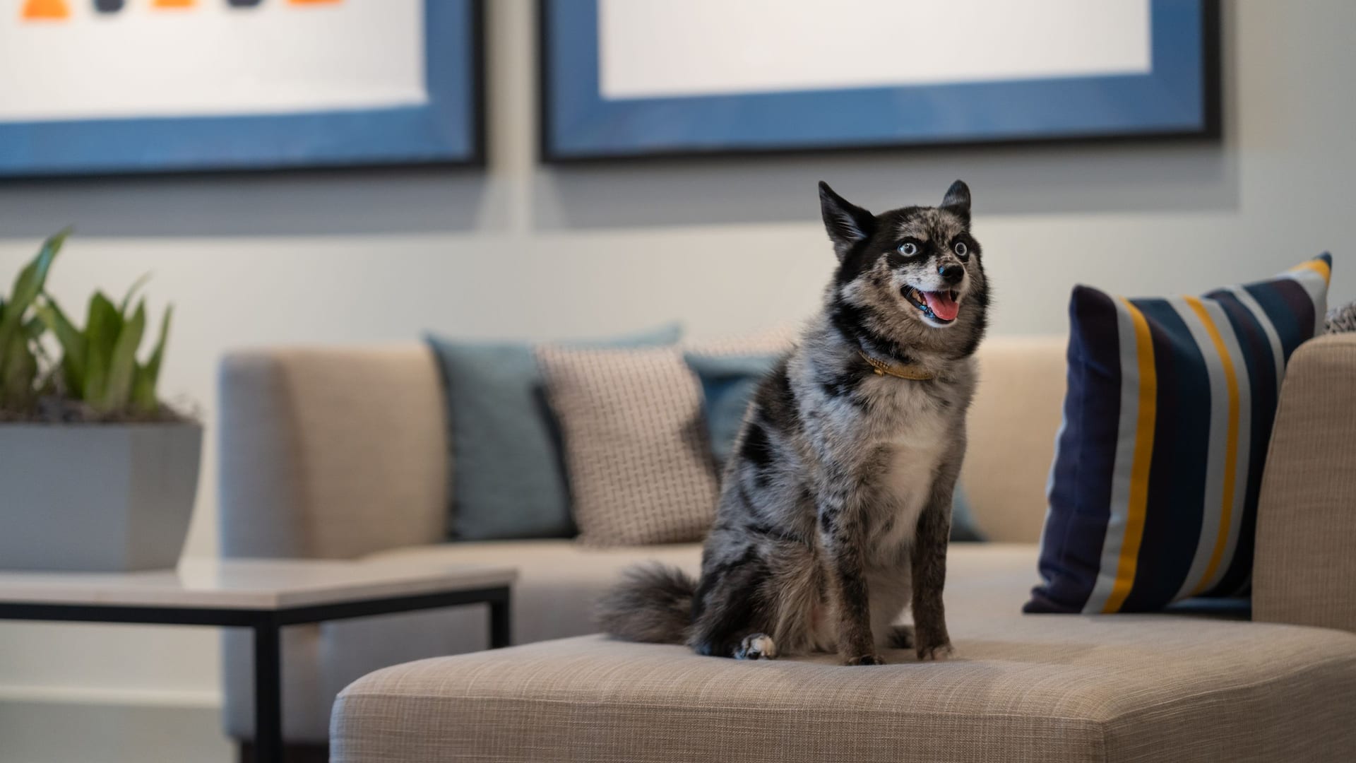 Hyatt House Lansing / University Area Pet Friendly
