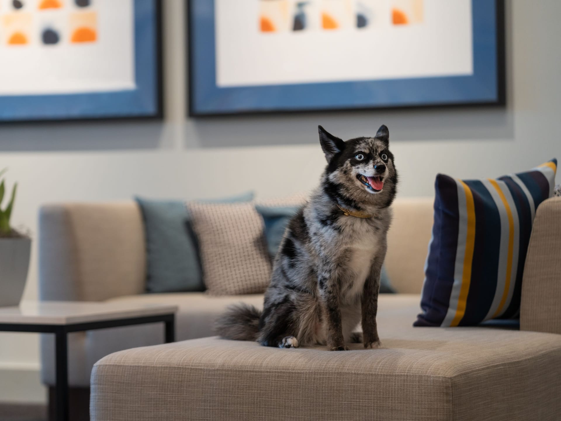 Hyatt House Lansing / University Area Pet Friendly