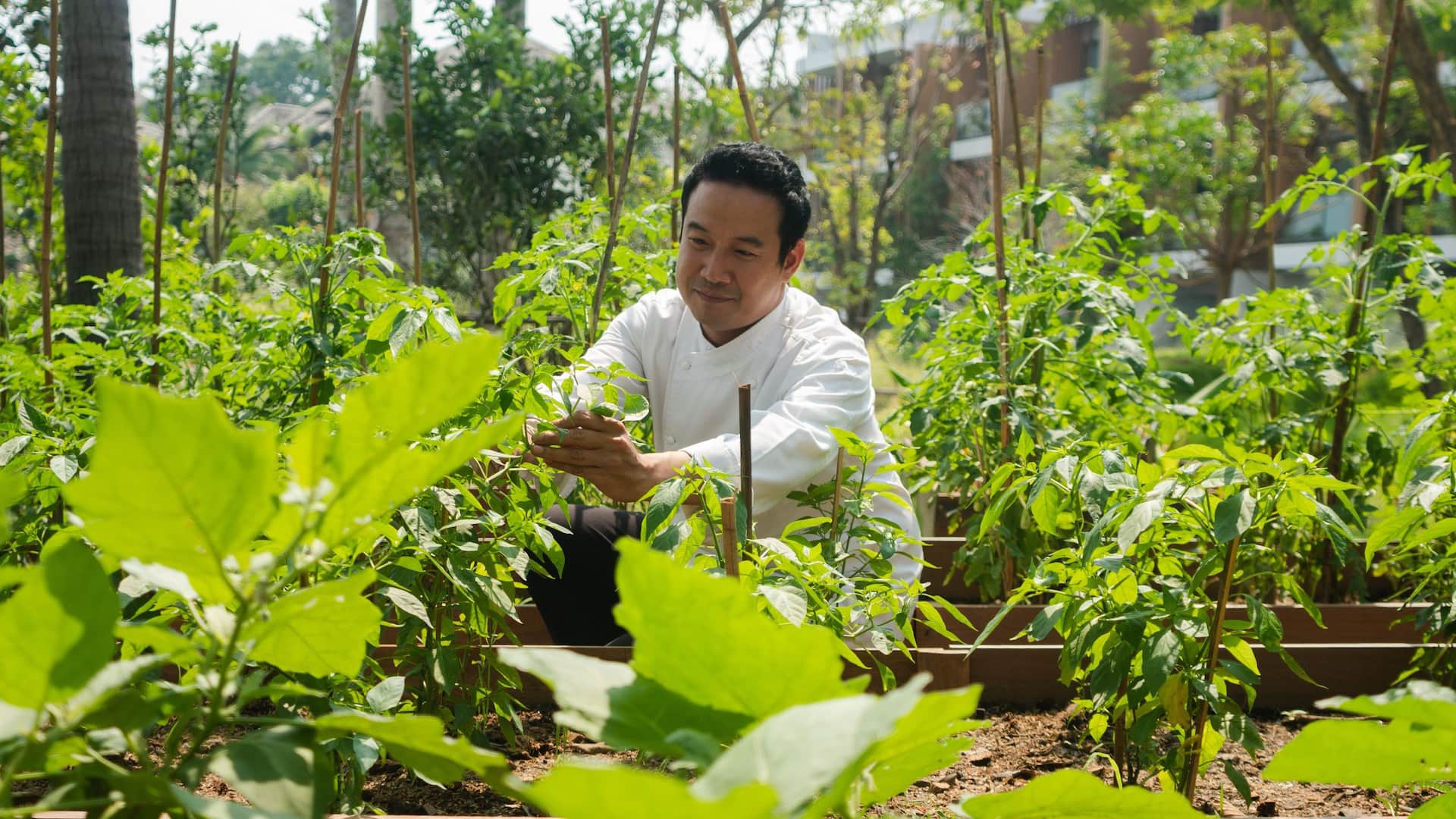 Hyatt Regency Koh Samui Hyatt Regency Koh Samui Organic Garden With Chef