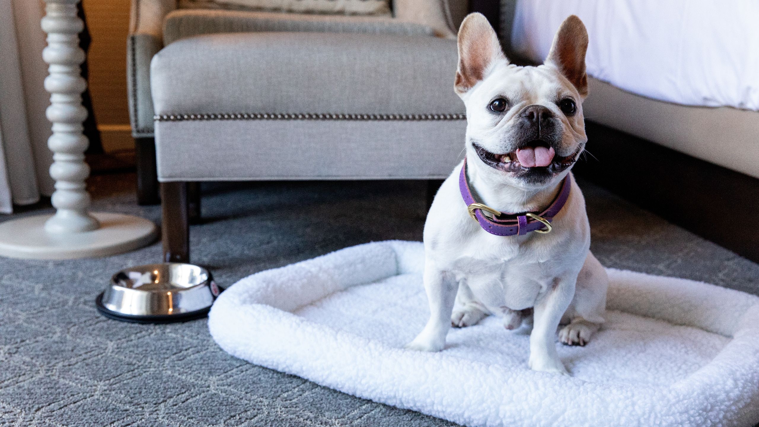 Hyatt Regency Huntington Beach Resort and Spa Guestroom Dog