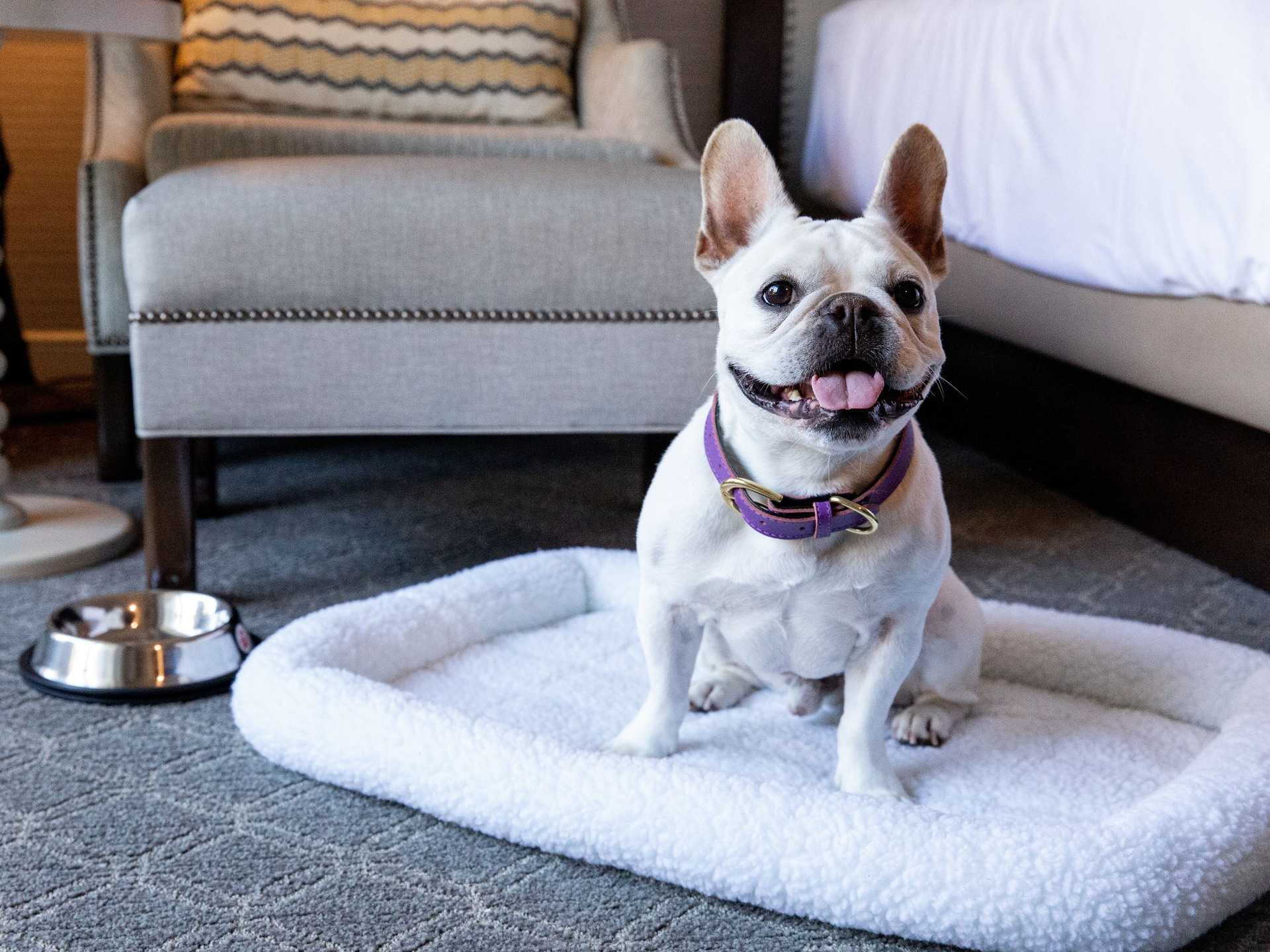 Hyatt Regency Huntington Beach Resort and Spa Guestroom Dog