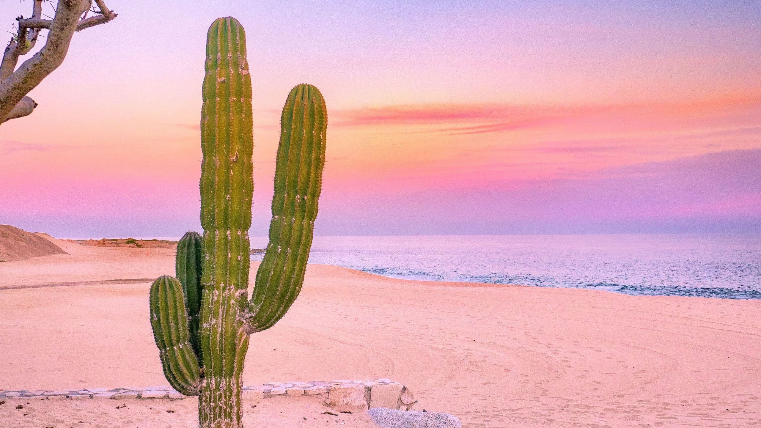 Park Hyatt Los Cabos at Cabo Del Sol Cactus At Sunset