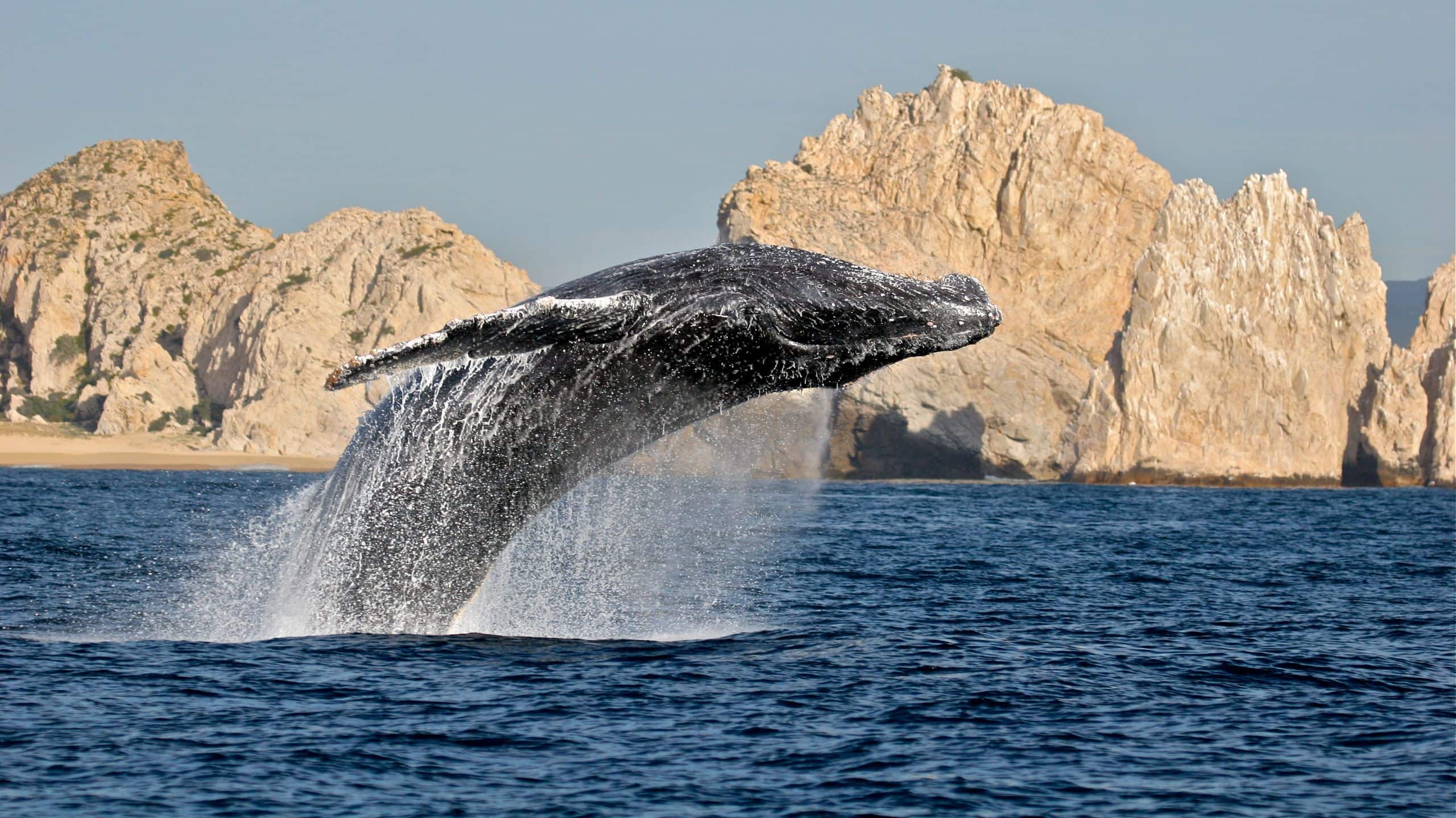 Park Hyatt Los Cabos at Cabo Del Sol Breaching Whale