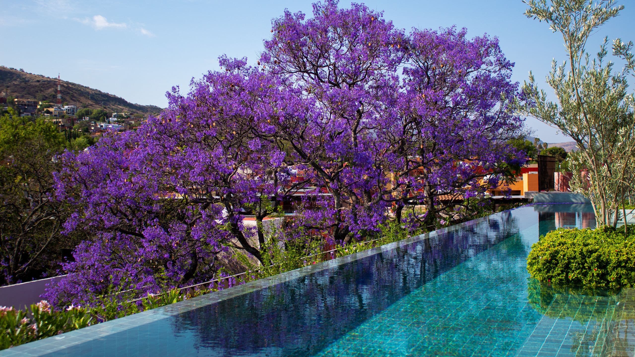 Numu Boutique Hotel San Miguel de Allende Pool Jacaranda View