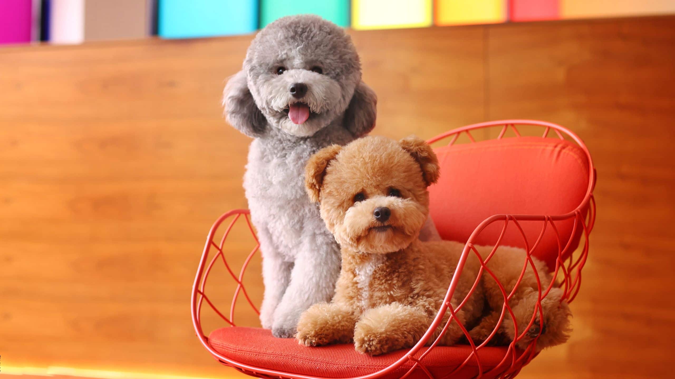 BEI Zhaolong Hotel Pet Dogs Sitting