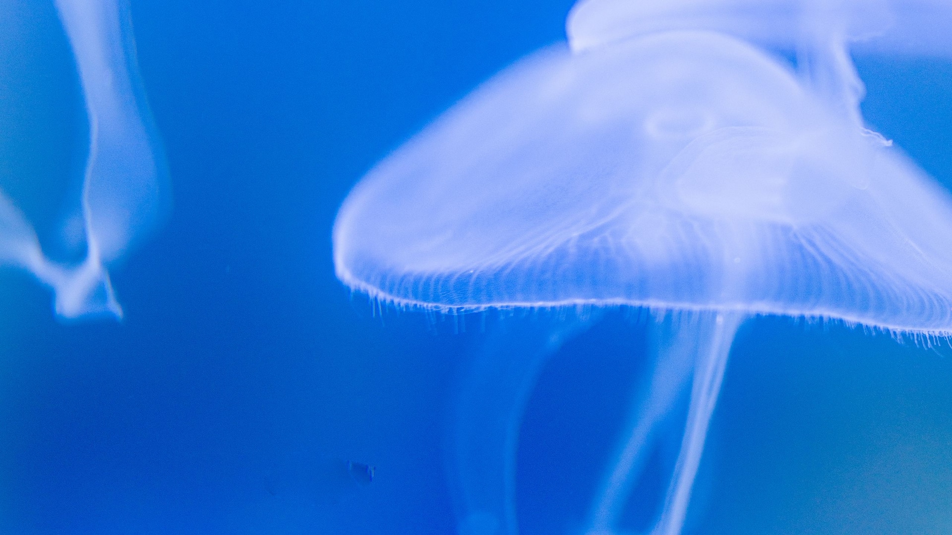 Hyatt Regency Phuket Resort Marine Biological Center Moon Jellyfish