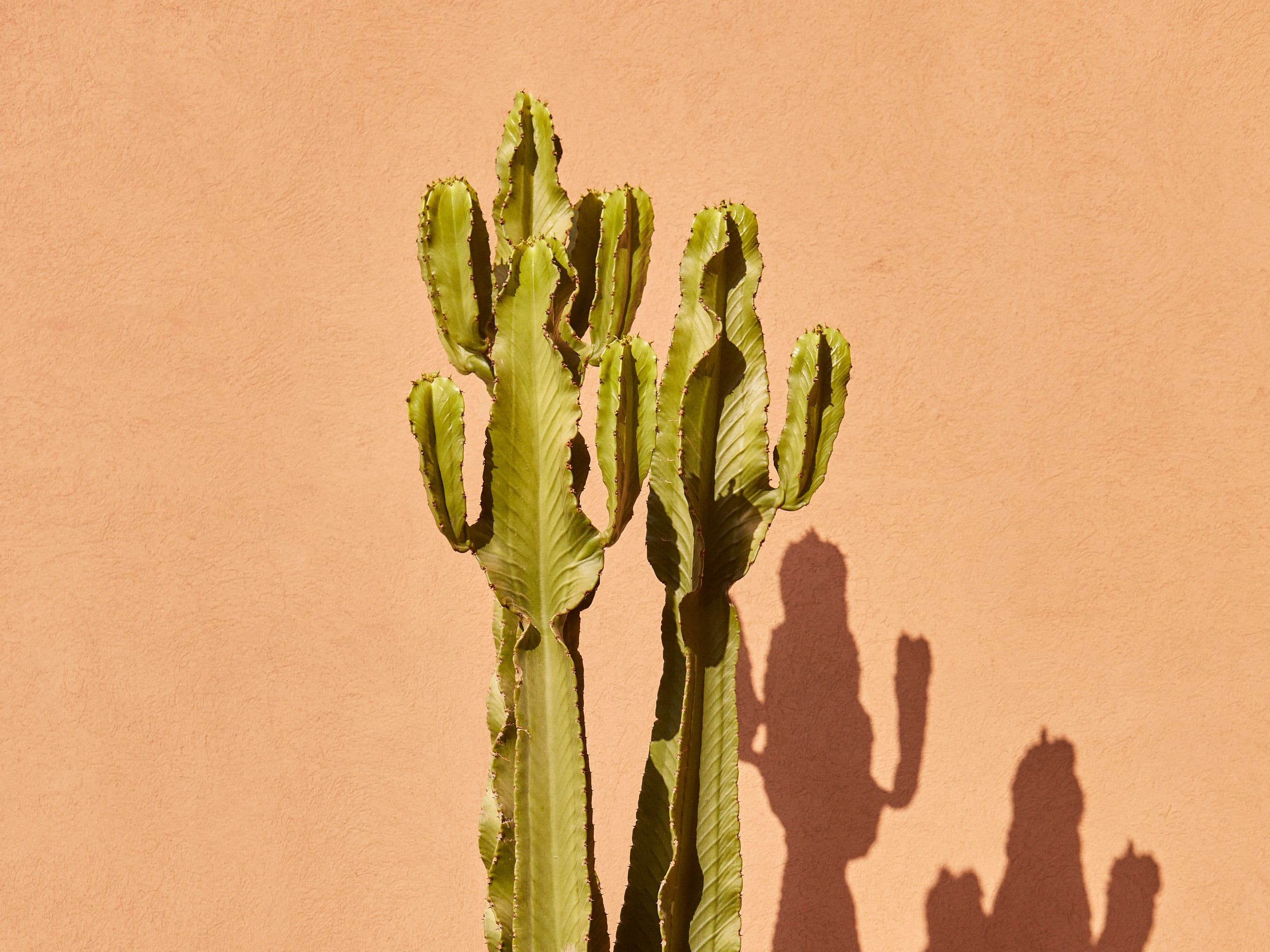 Park Hyatt Marrakech Cactus Shadows