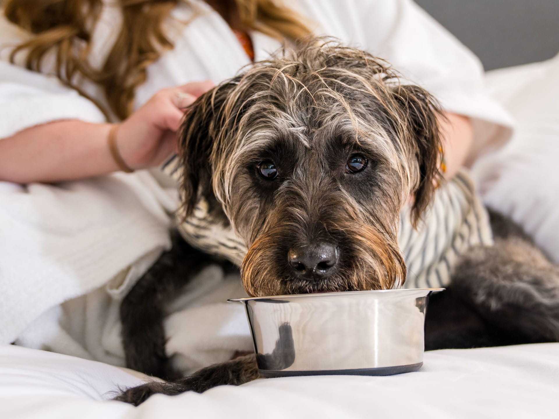 Hyatt Regency Baltimore Inner Harbor Pet Friendly Hotel Guestroom Dog