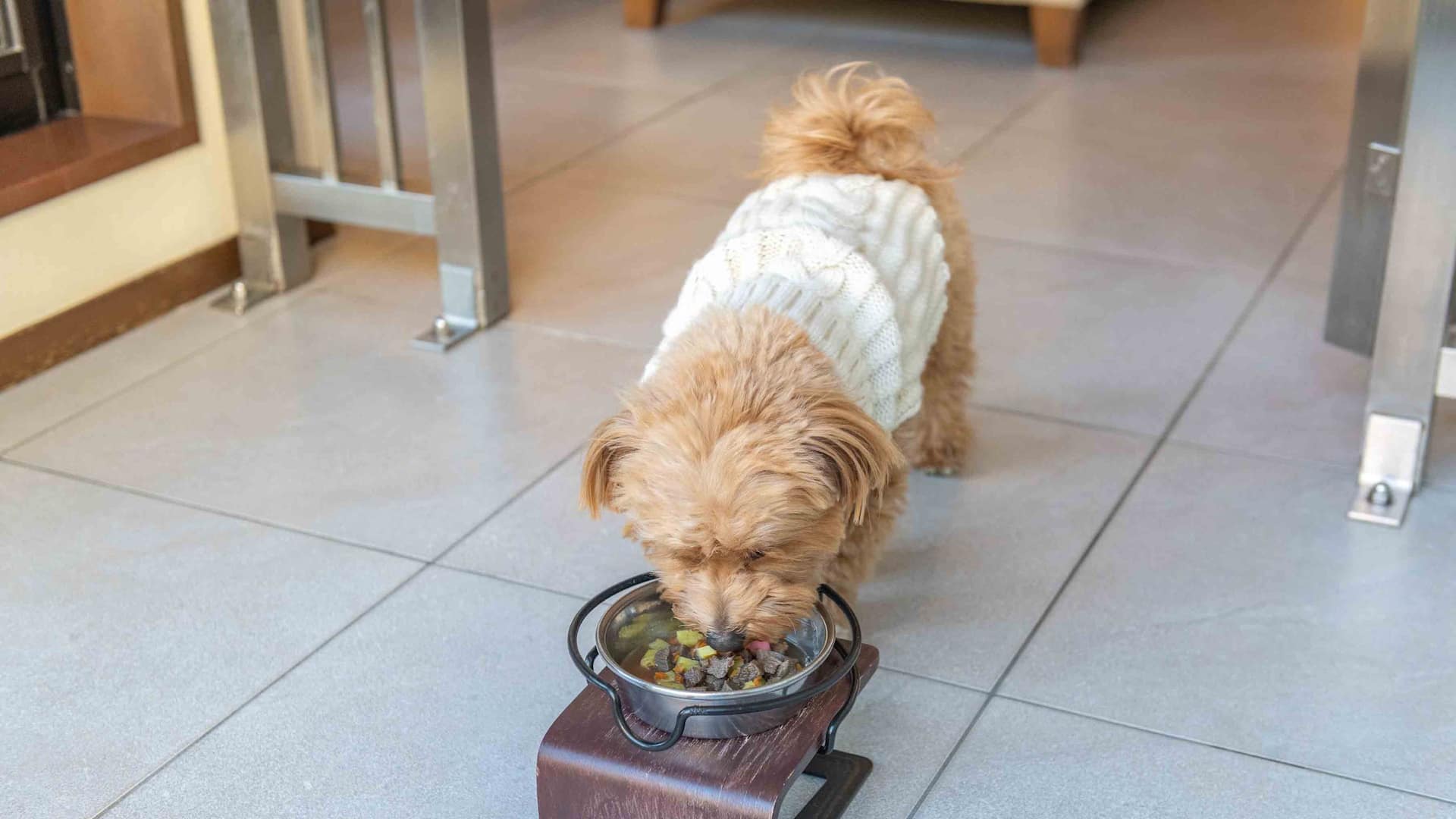 Hyatt Regency Hakone Resort and Spa Dog Friendly Guestroom Room Service