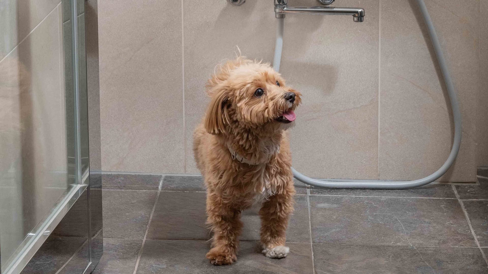 第 4，共 5 Hyatt Regency Hakone Resort and Spa Dog Friendly Guestroom Dog Shower