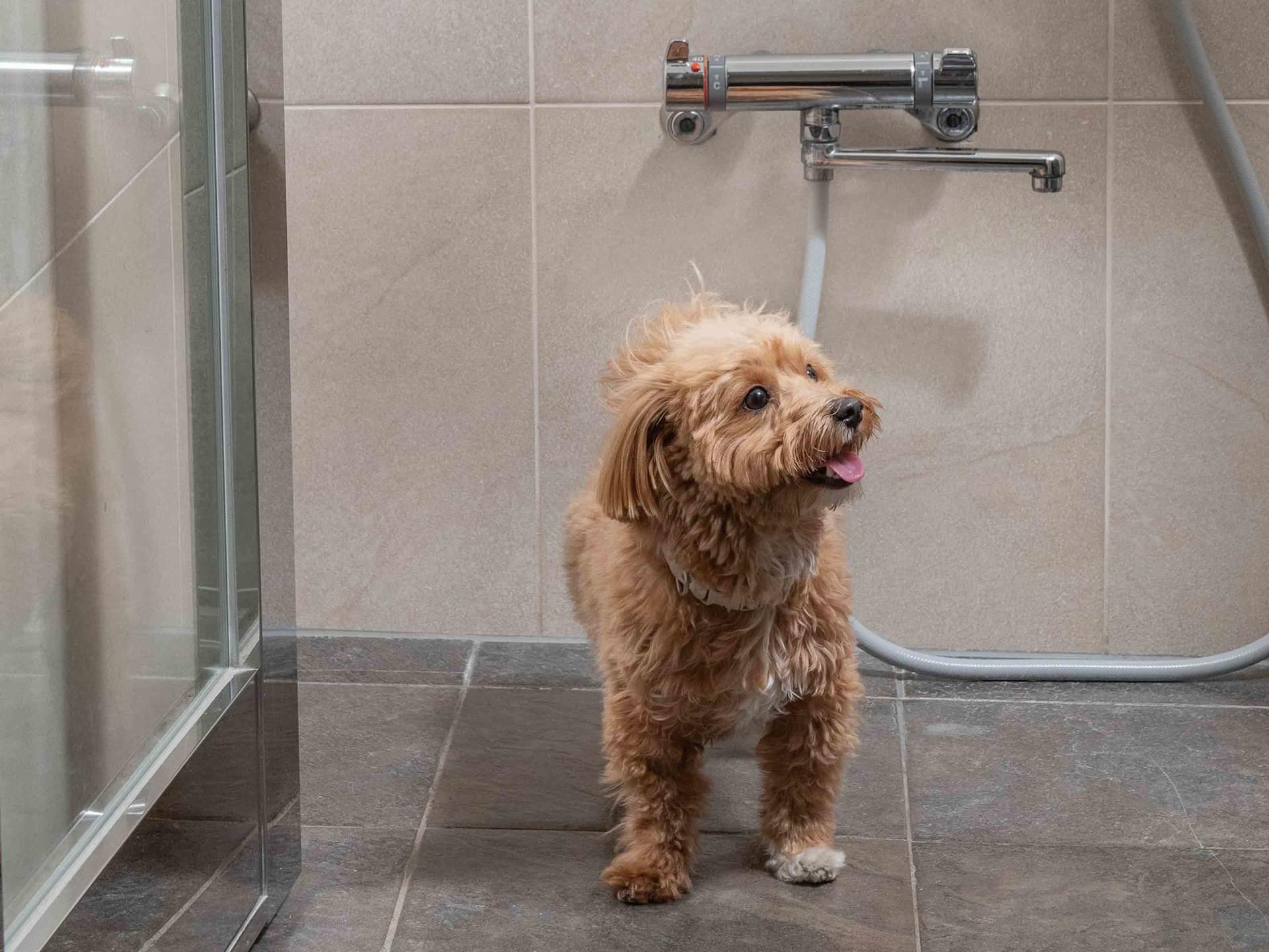 Hyatt Regency Hakone Resort and Spa Dog Friendly Guestroom Dog Shower