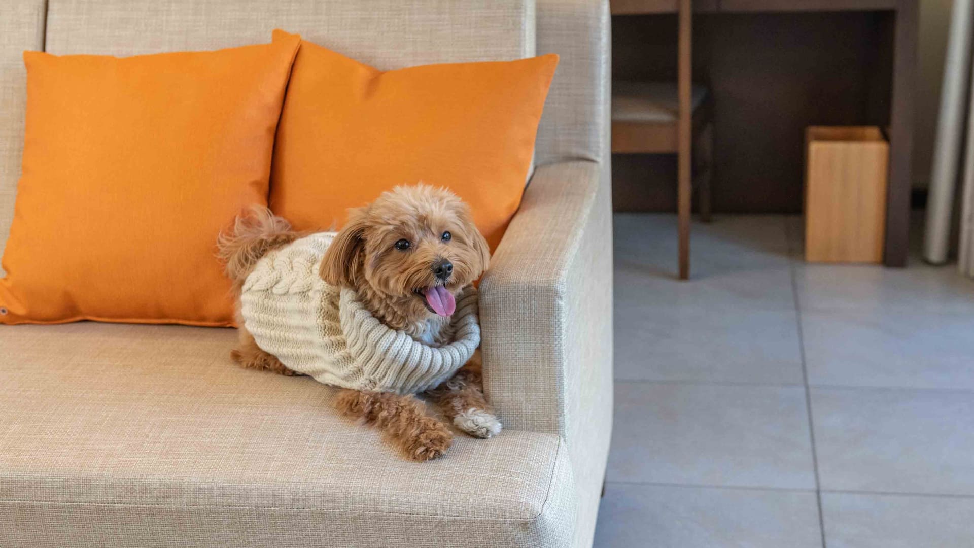 Hyatt Regency Hakone Resort and Spa Dog Friendly Guestroom Dog Laying On Sofa