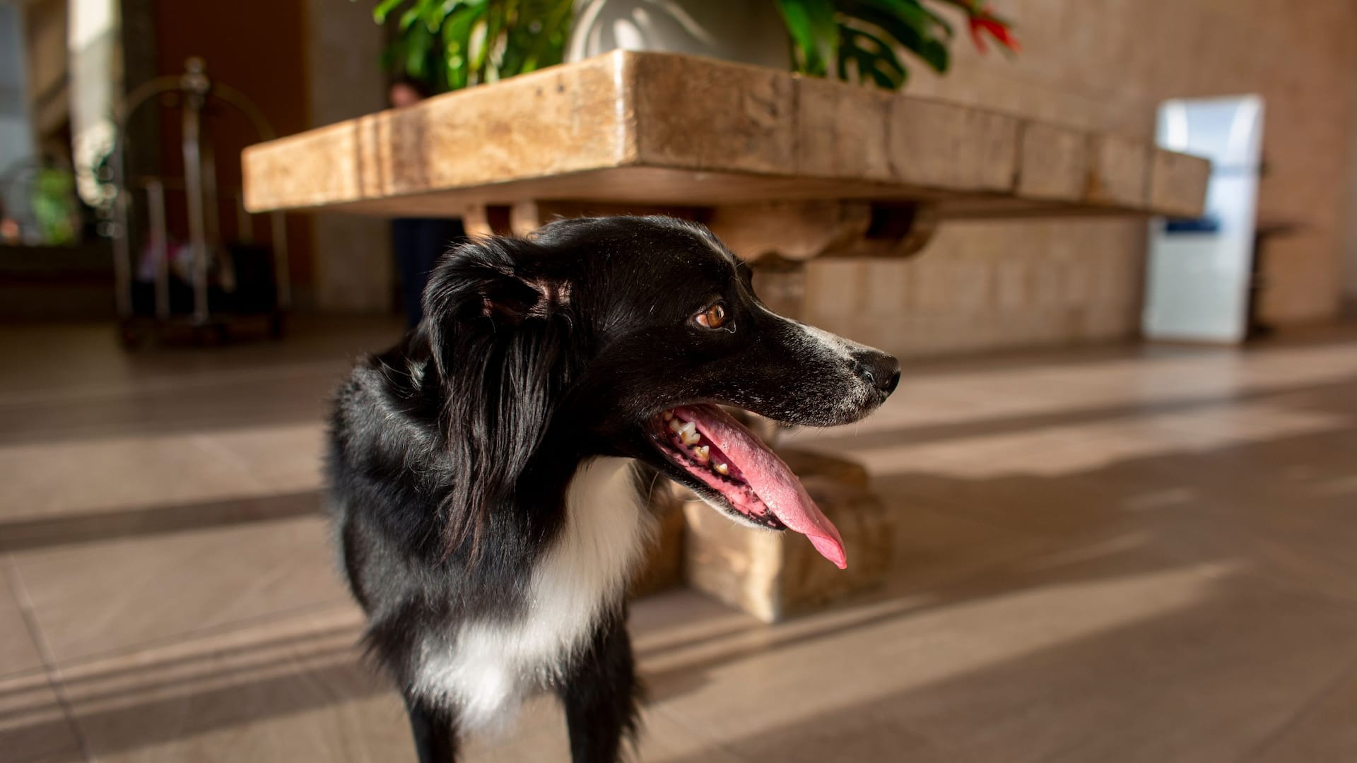 Hyatt Regency Cartagena Pet Dog in Lobby