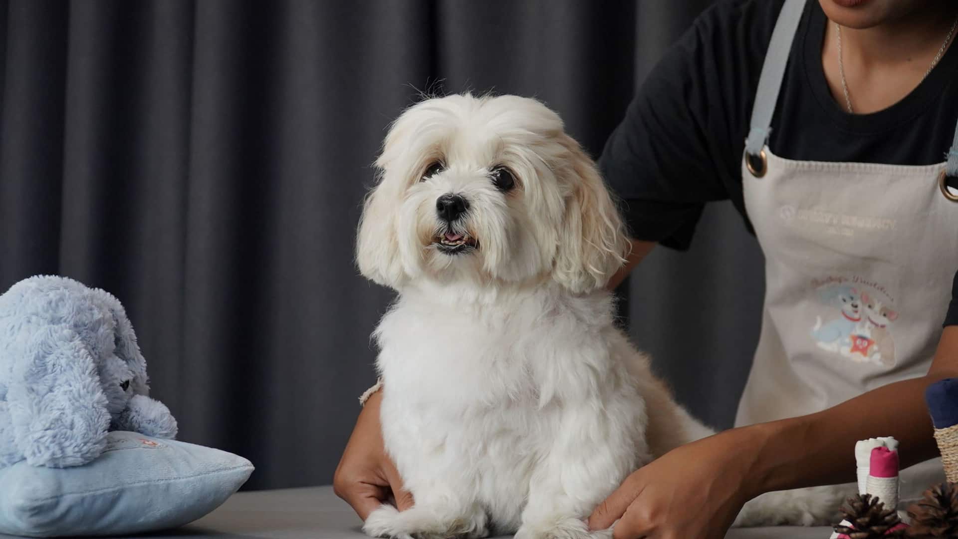 Hyatt Regency Hua Hin Pet Massage Sitting