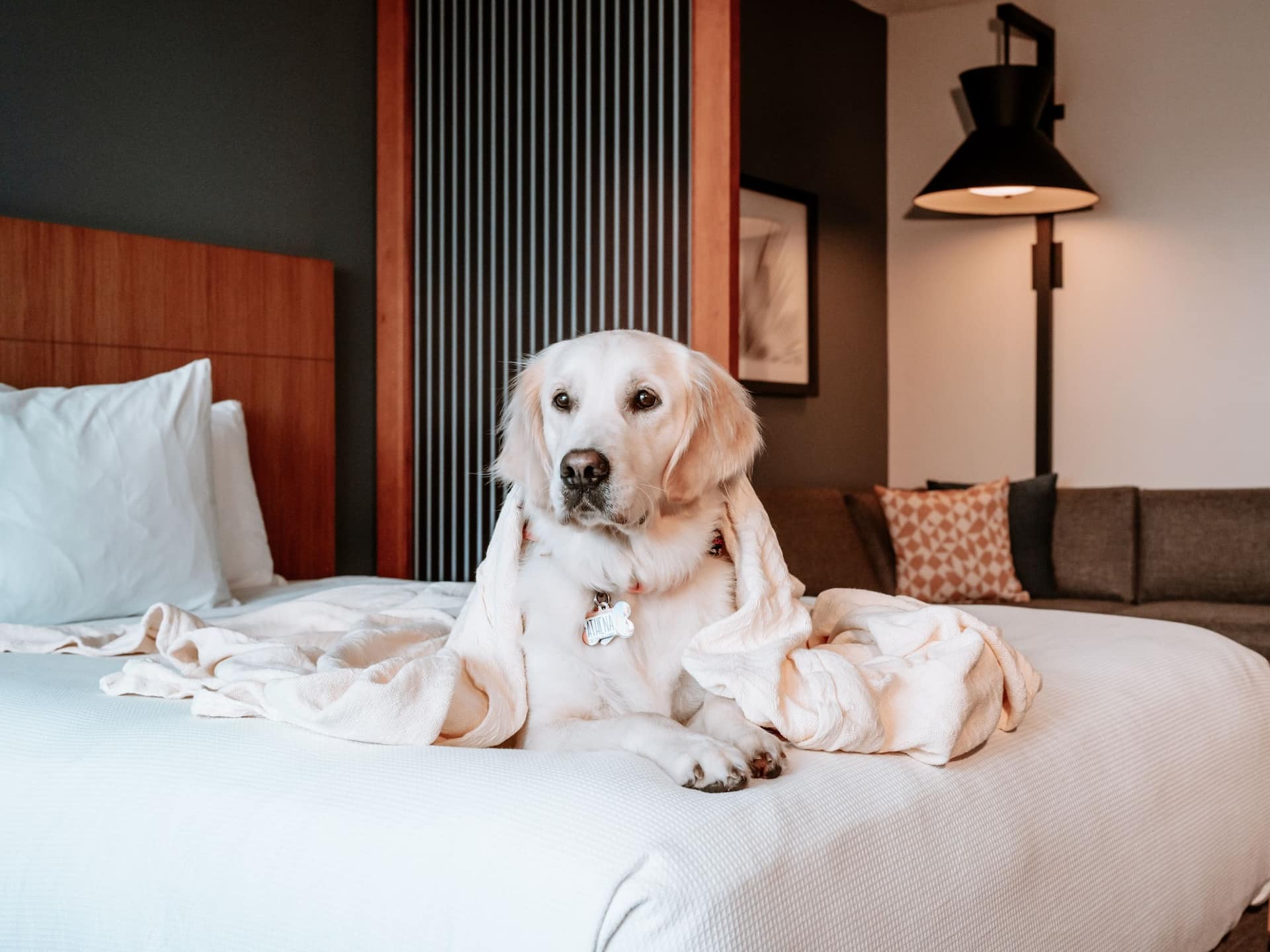 Hyatt Place Manatí Dog Enjoying The Bed