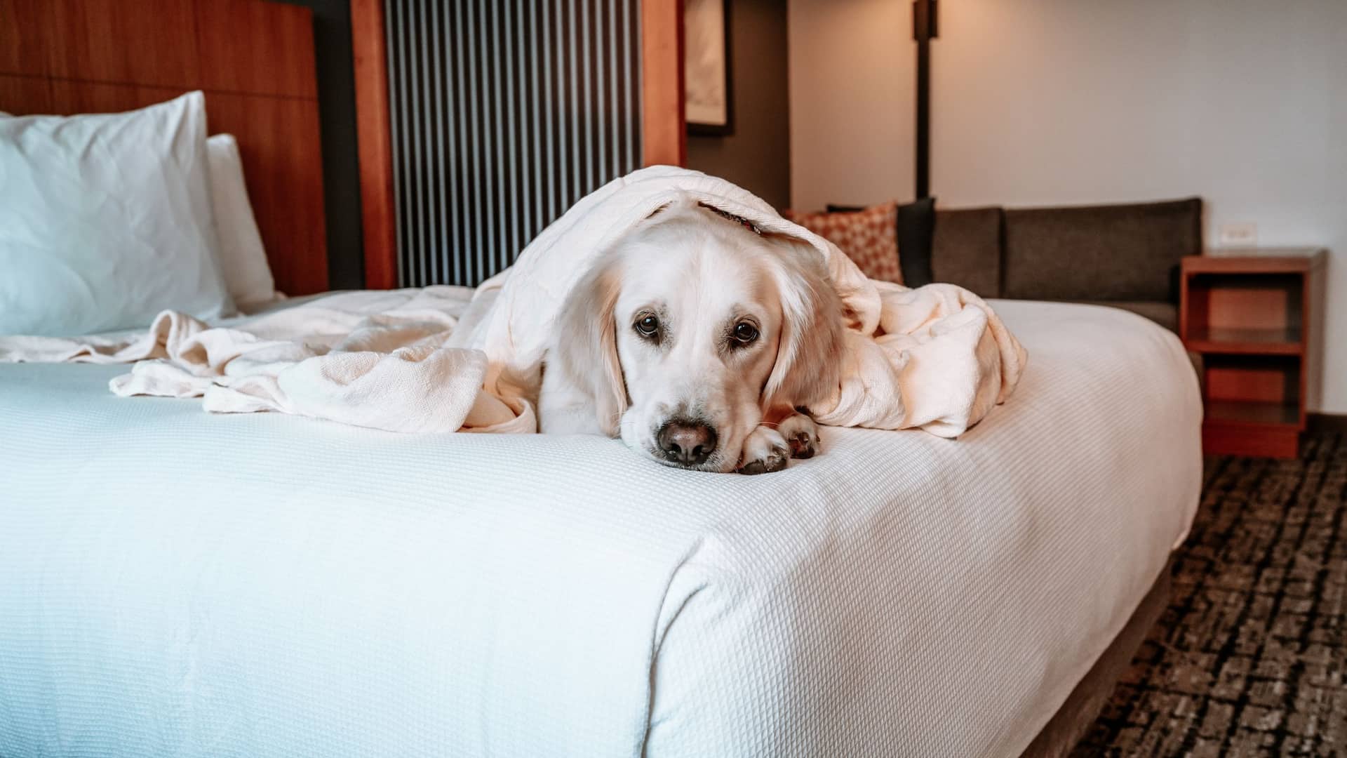 Hyatt Place Manatí Dog In The Bed Resting