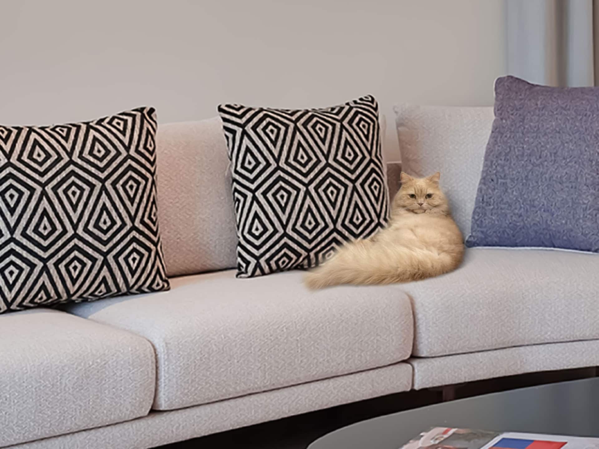 Pet-friendly property in Kuwait at Grand Hyatt Kuwait Residences