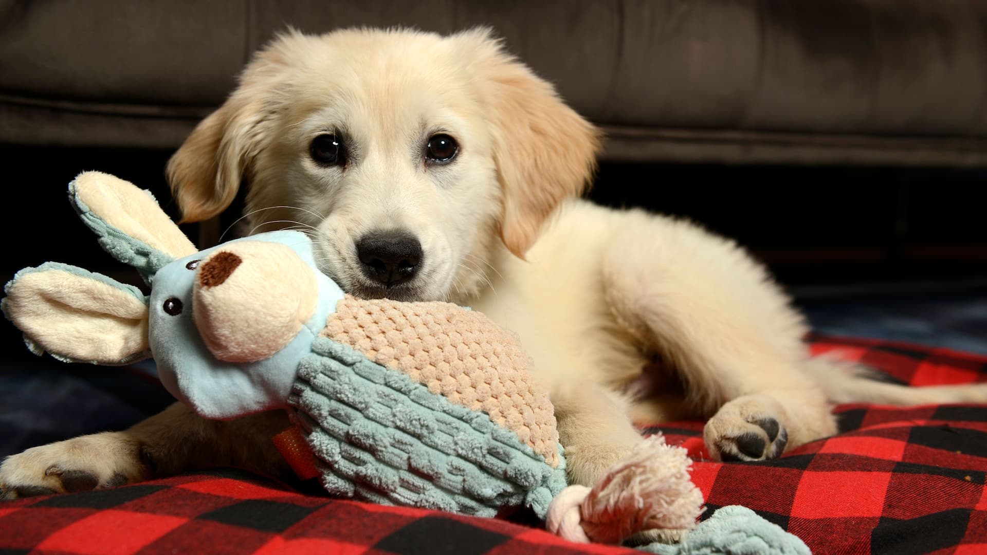 Hyatt Place Peña Station / Denver Airport Dog With Toy