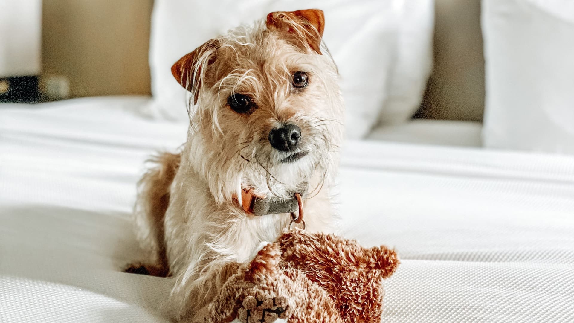 Hyatt House Pleasanton Dog Bed