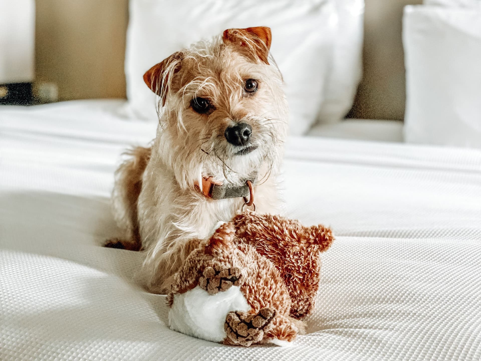 Hyatt House Pleasanton Dog Bed