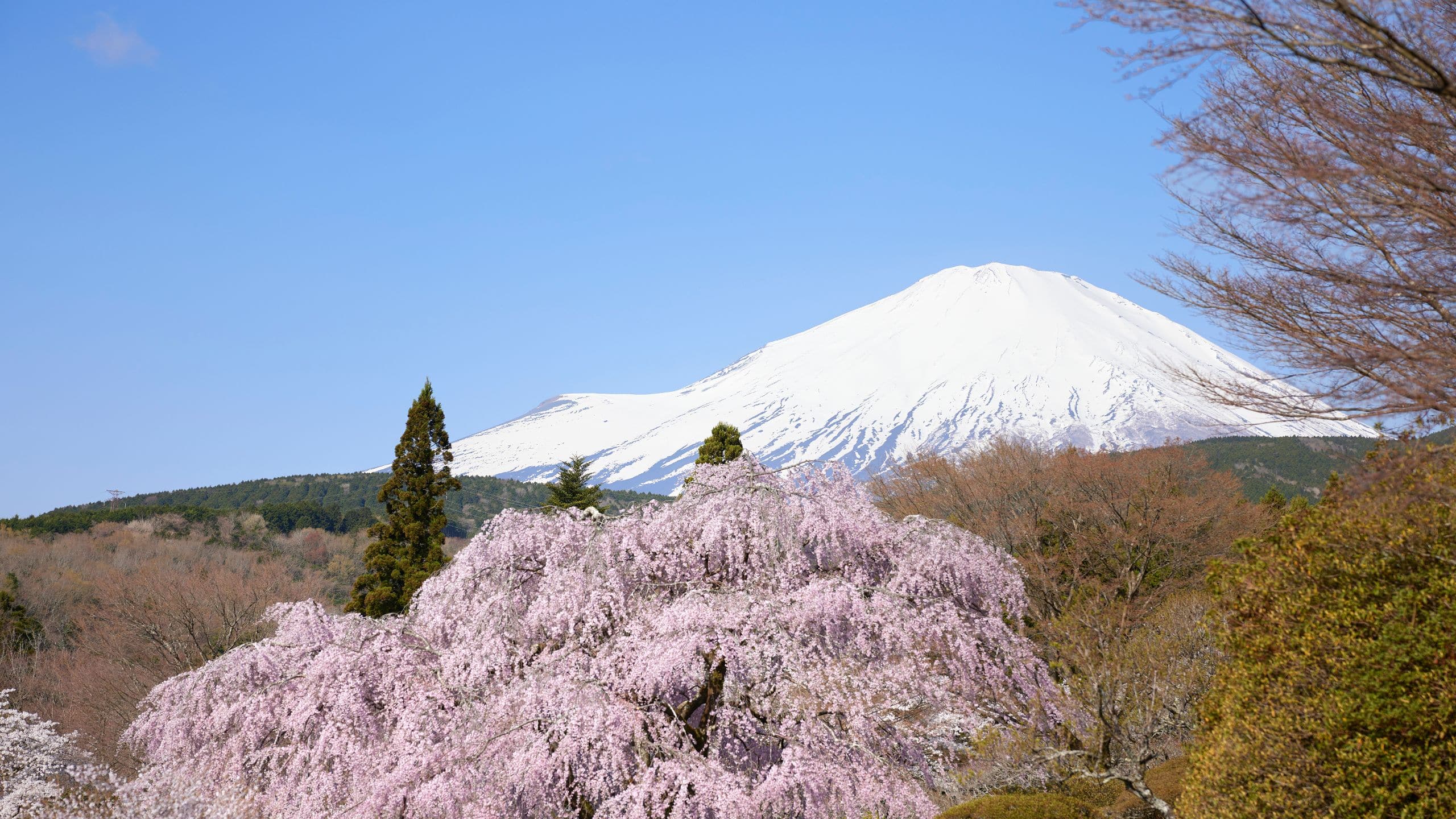 Fuji Speedway Hotel Fujireien Cemetery Sakura Mount Fuji Spring