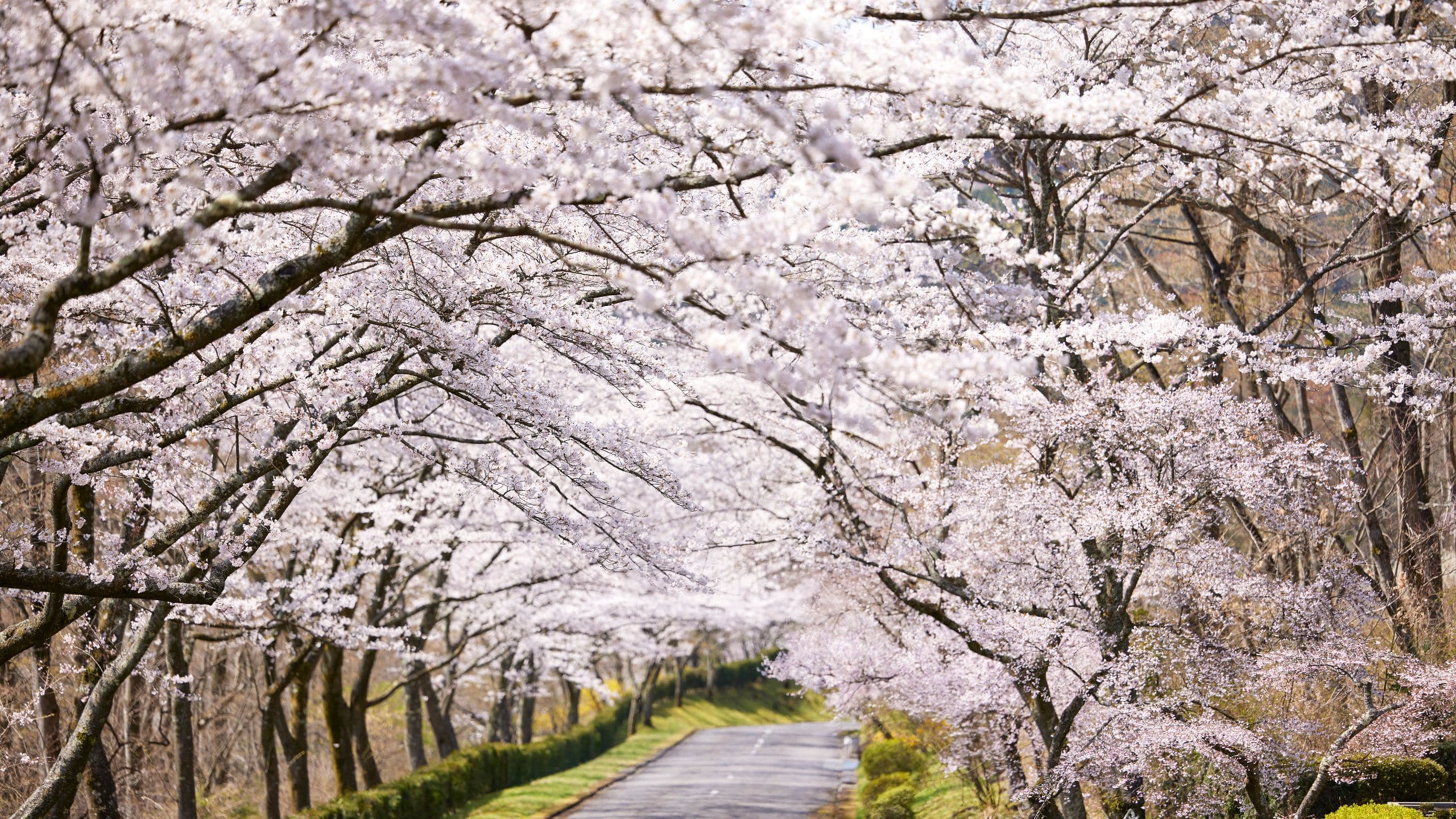 Fuji Speedway Hotel Fujireien Cemetery Sakura Road Spring