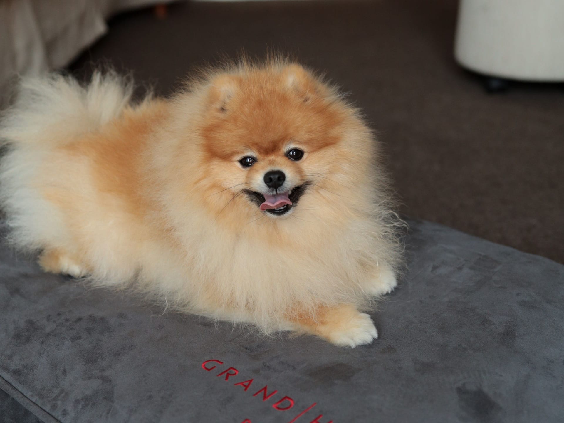 Kleiner Hund in einem luxuriösen Hundebett im Grand Hyatt Berlin.