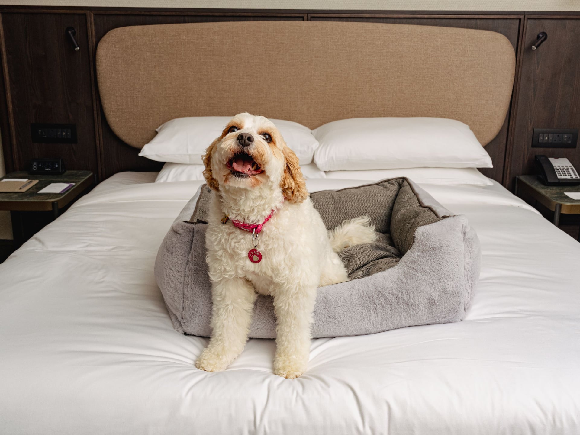 Hyatt Regency London Blackfriars Pet Dog Suite W Happy Dog
