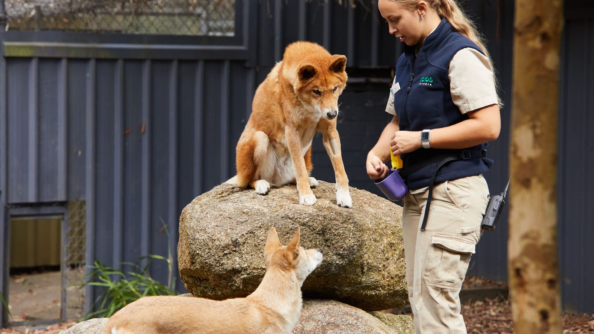 Hyatt Place Melbourne Caribbean Park Healesville Sanctuary