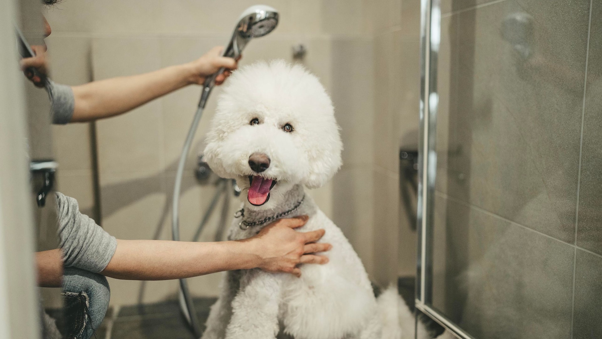9 из 9 Hyatt Regency Hakone Resort and Spa Dog Friendly Room Dog Shower