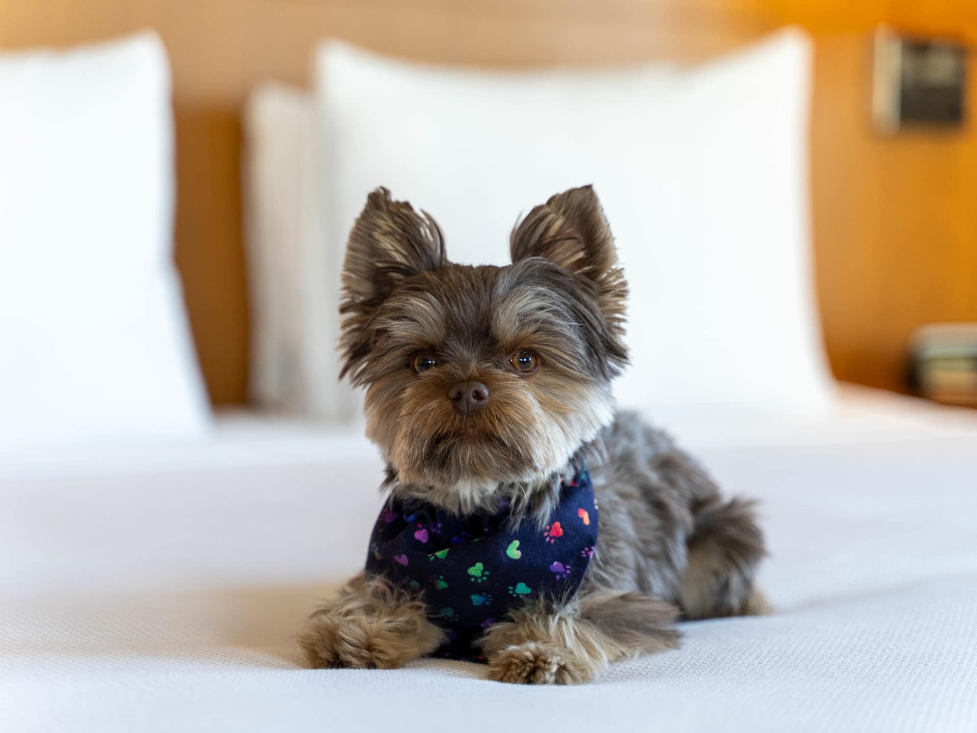 Hyatt Place Pasadena Dog Friendly Guestroom