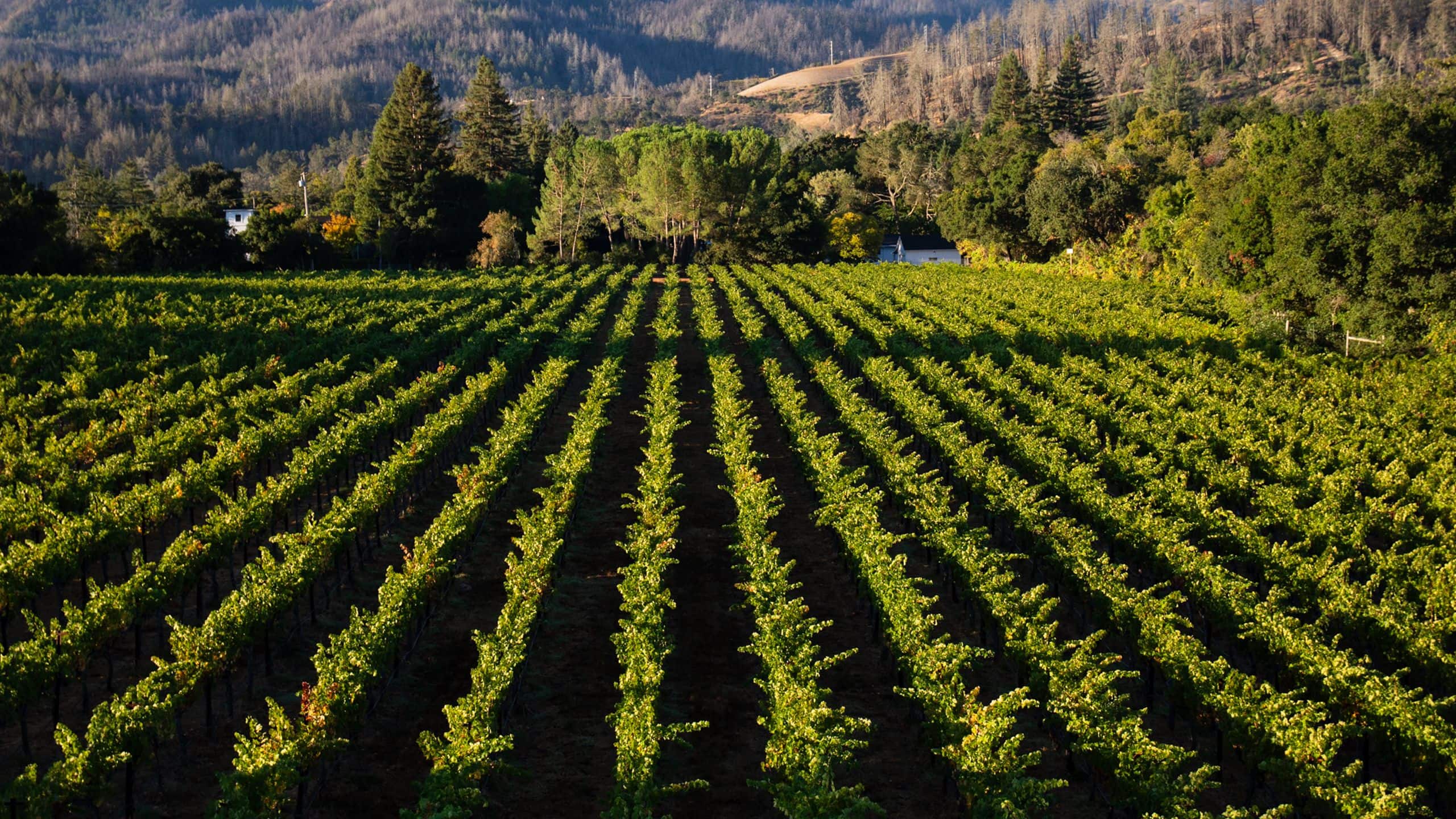 Alila Napa Valley Vineyard View With Mountains