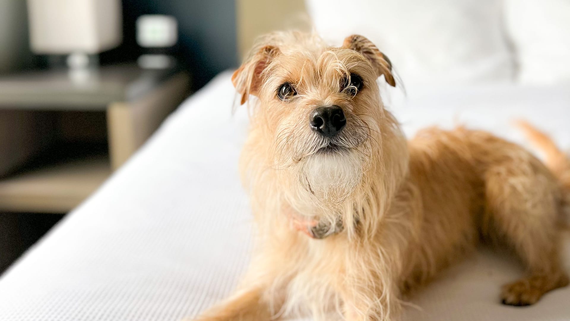Hyatt House Pleasant Hill Guestroom Bed Dog