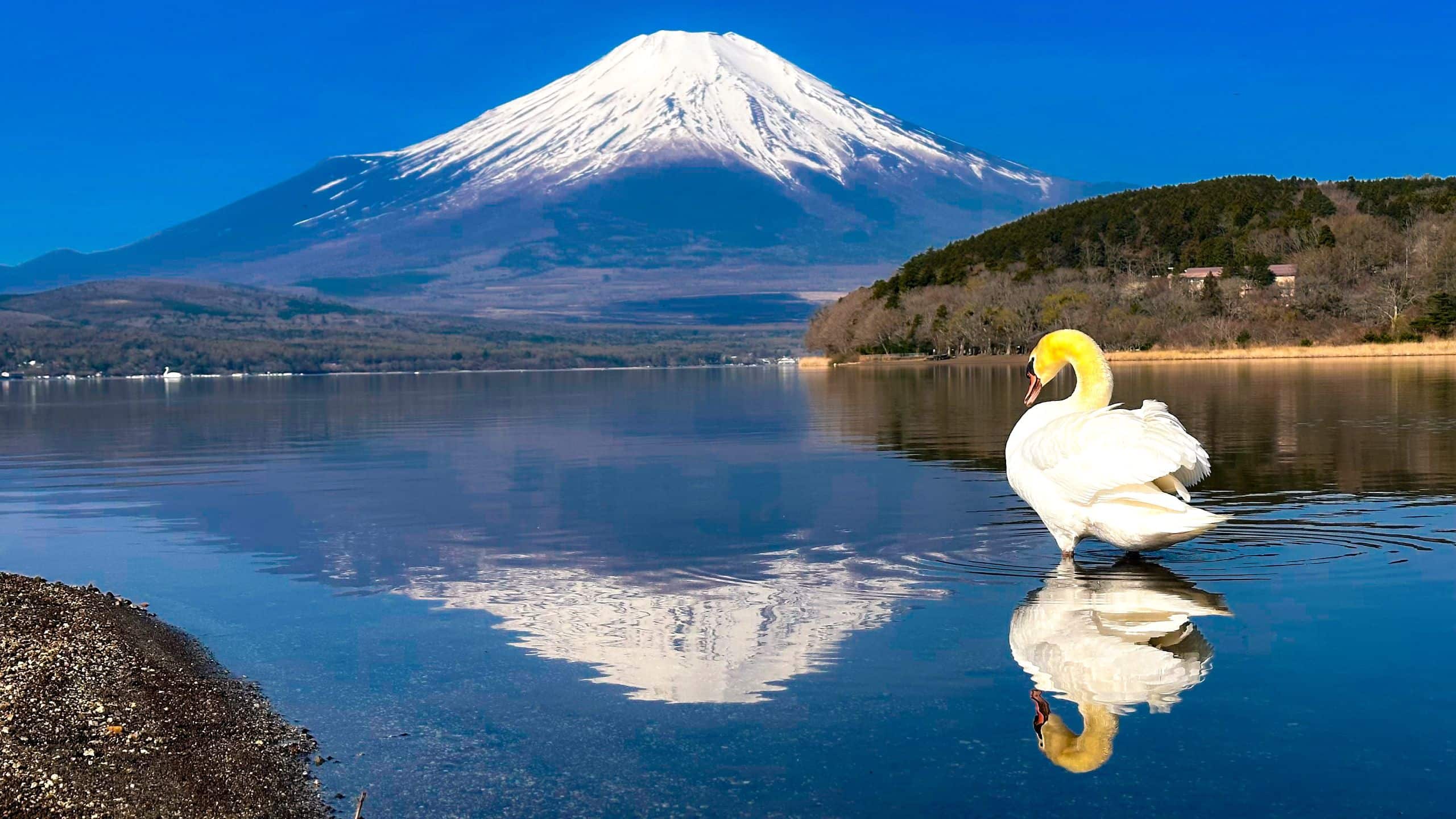Fuji Speedway Hotel Hirno No Hama Swan Bending
