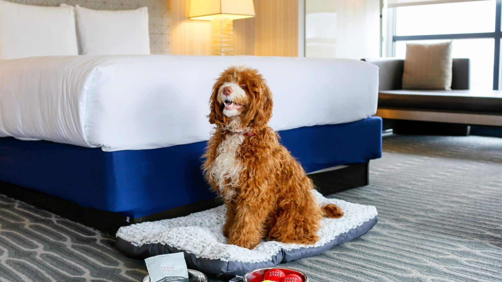 Manchester Grand Hyatt San Diego Dog Bed