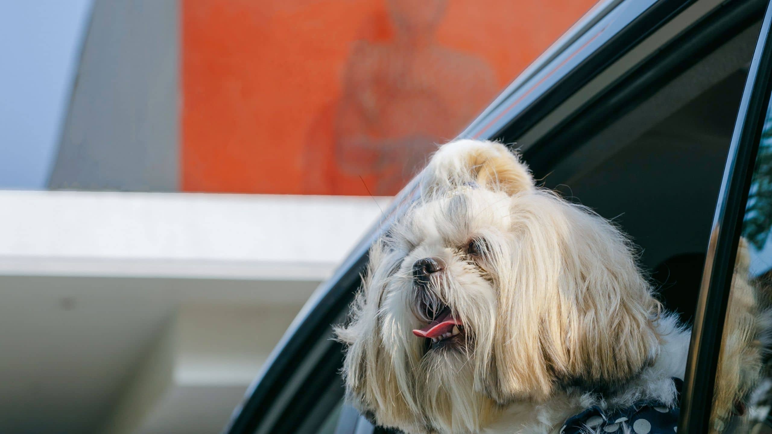 Hyatt Centric Candolim Goa Pet Friendly