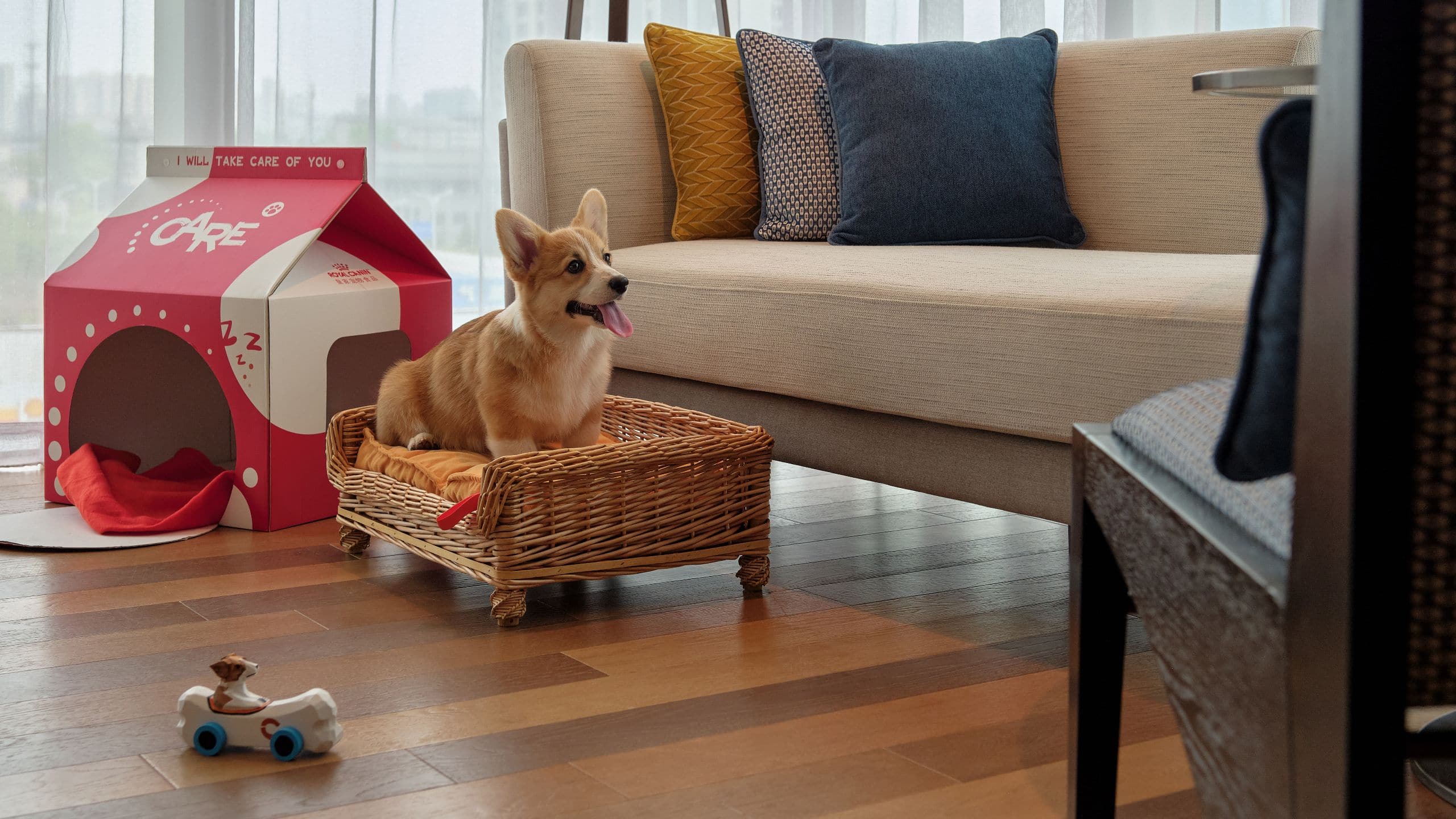 Hyatt Centric Gaoxin Xi’an Pets Room