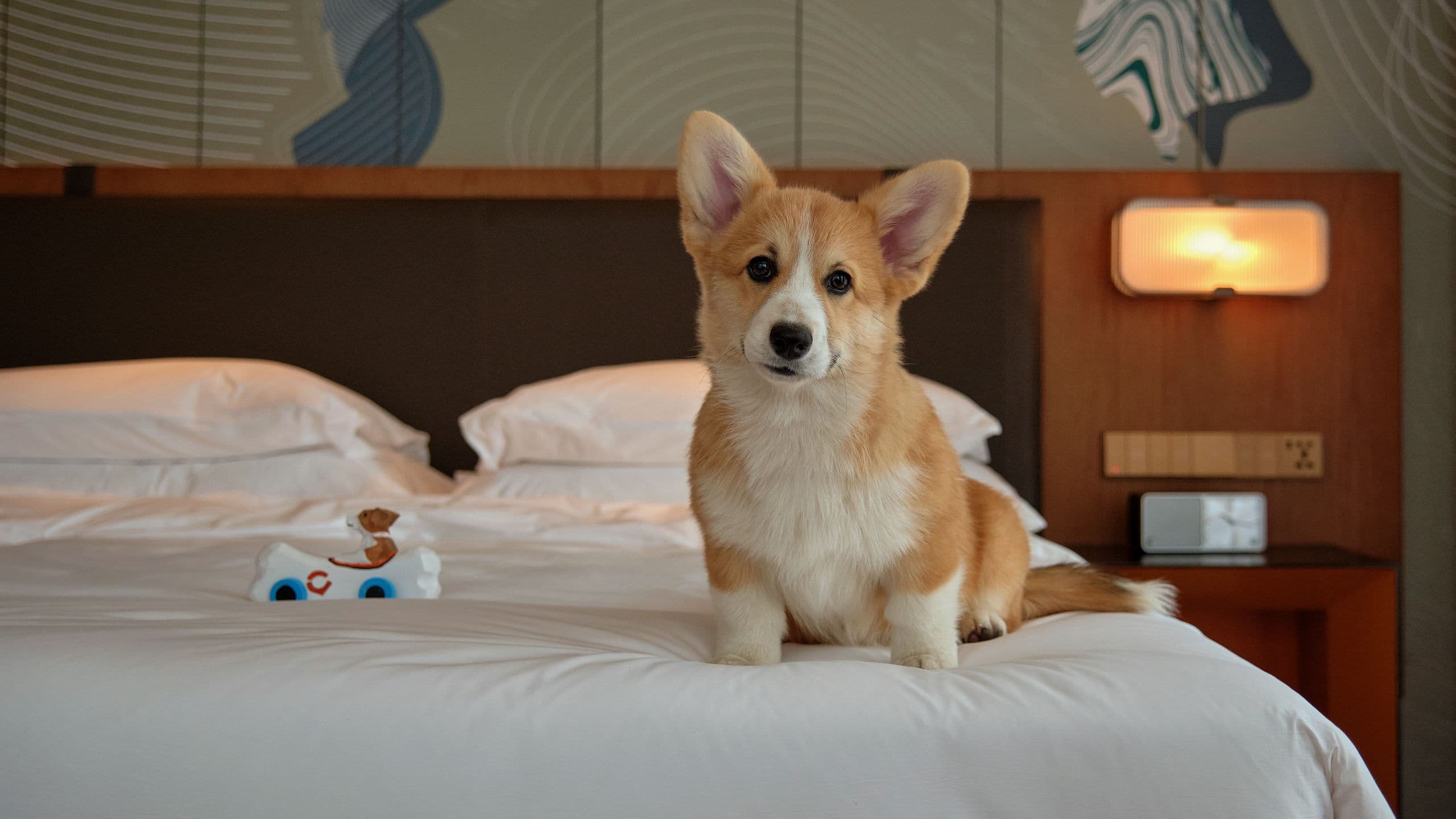 Hyatt Centric Gaoxin Xi’an Pets Room Bed