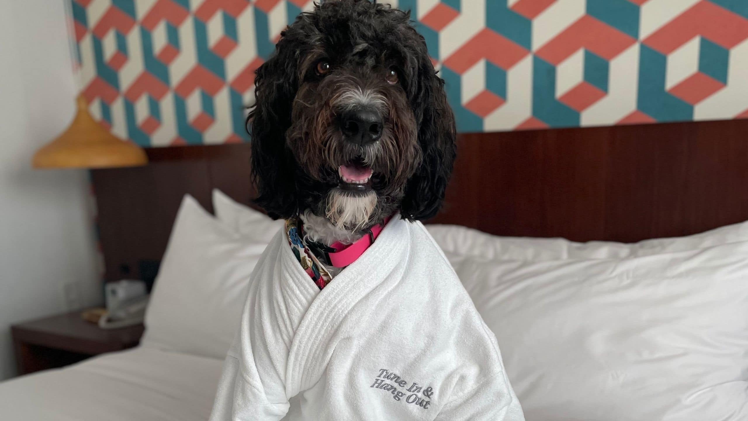 Unscripted Durham Dog Friendly