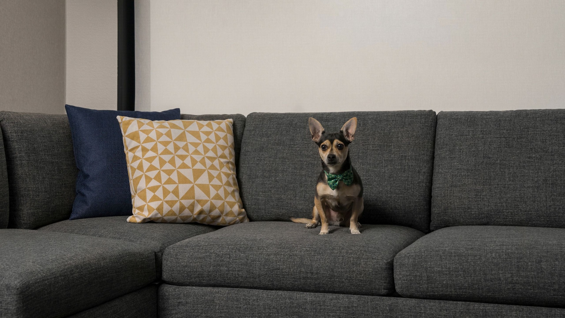 Hyatt Place Denver/Cherry Creek Pet-Friendly Amenities