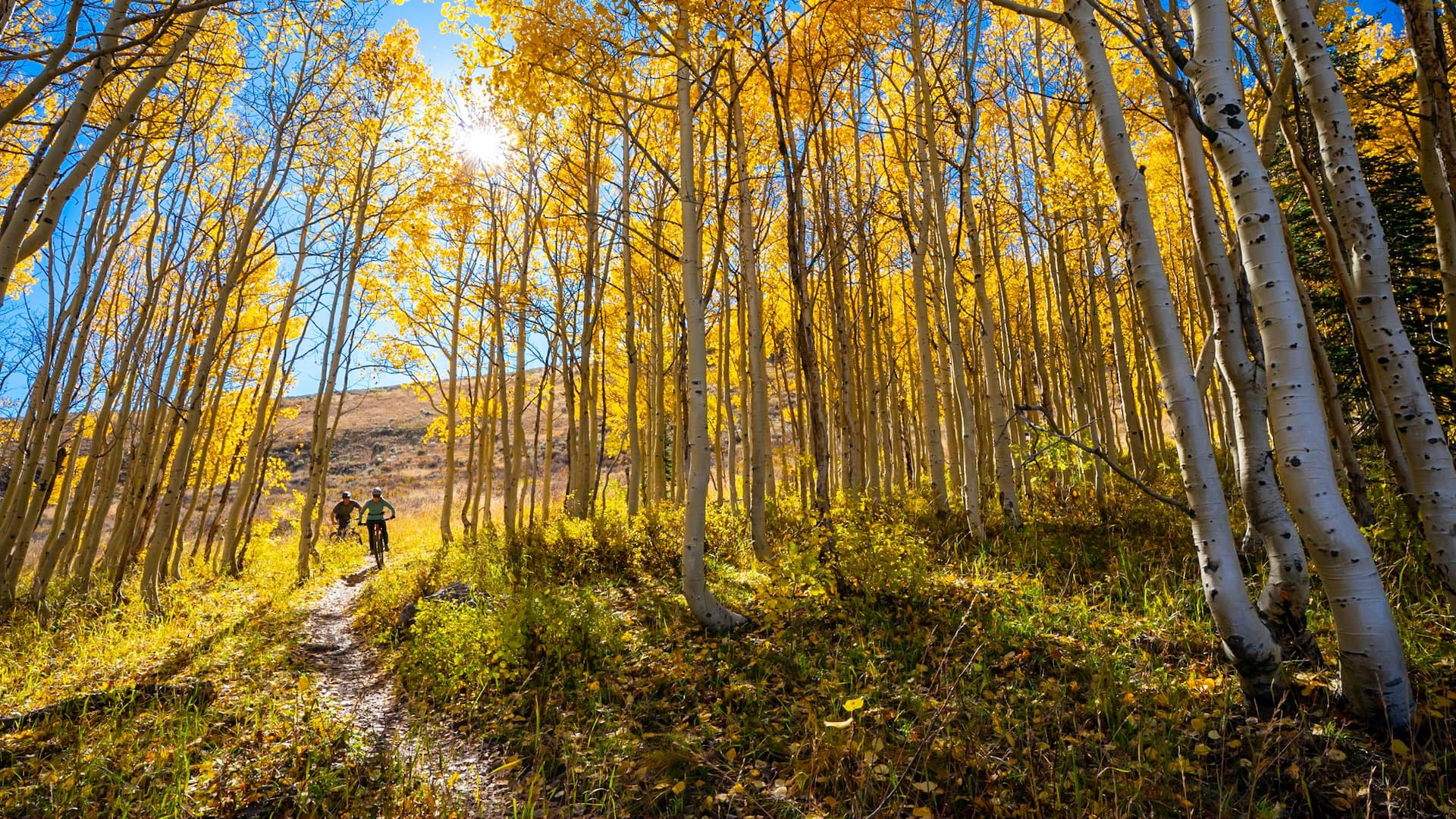Grand Hyatt Deer Valley Mountain Bike In Trees